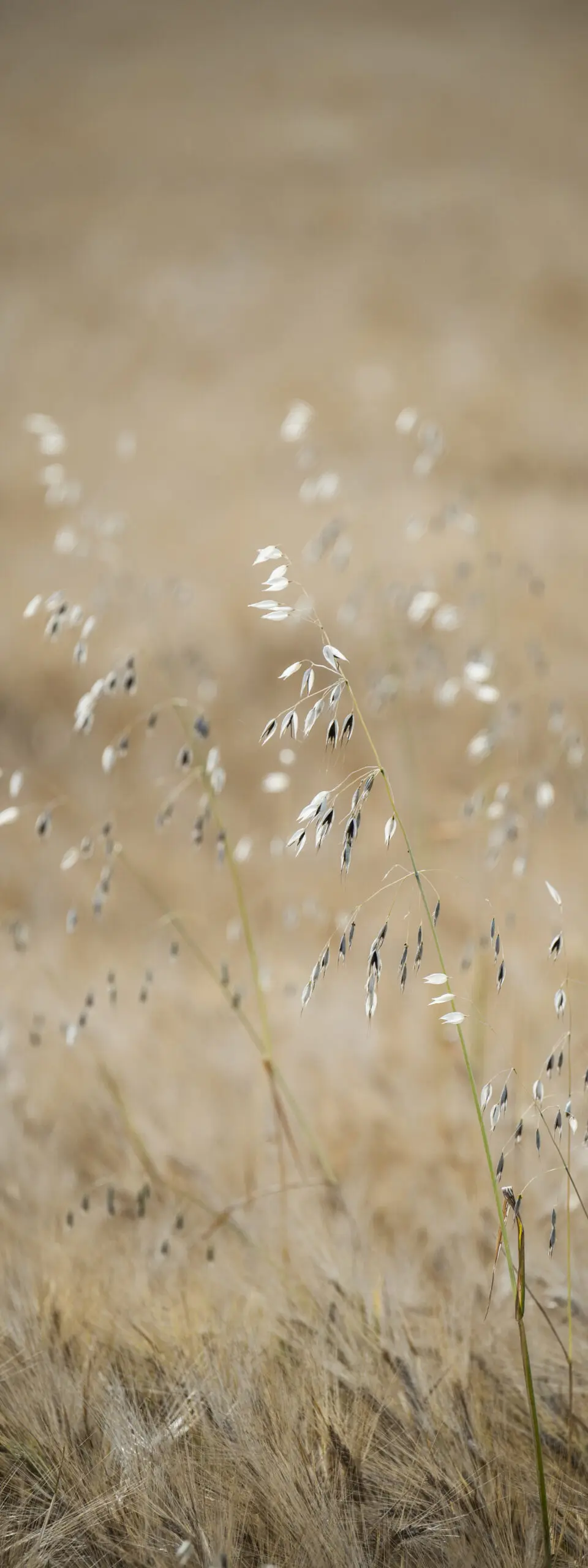 Wandbild (1004) Haferstich präsentiert: Natur,Sonstige Pflanzen