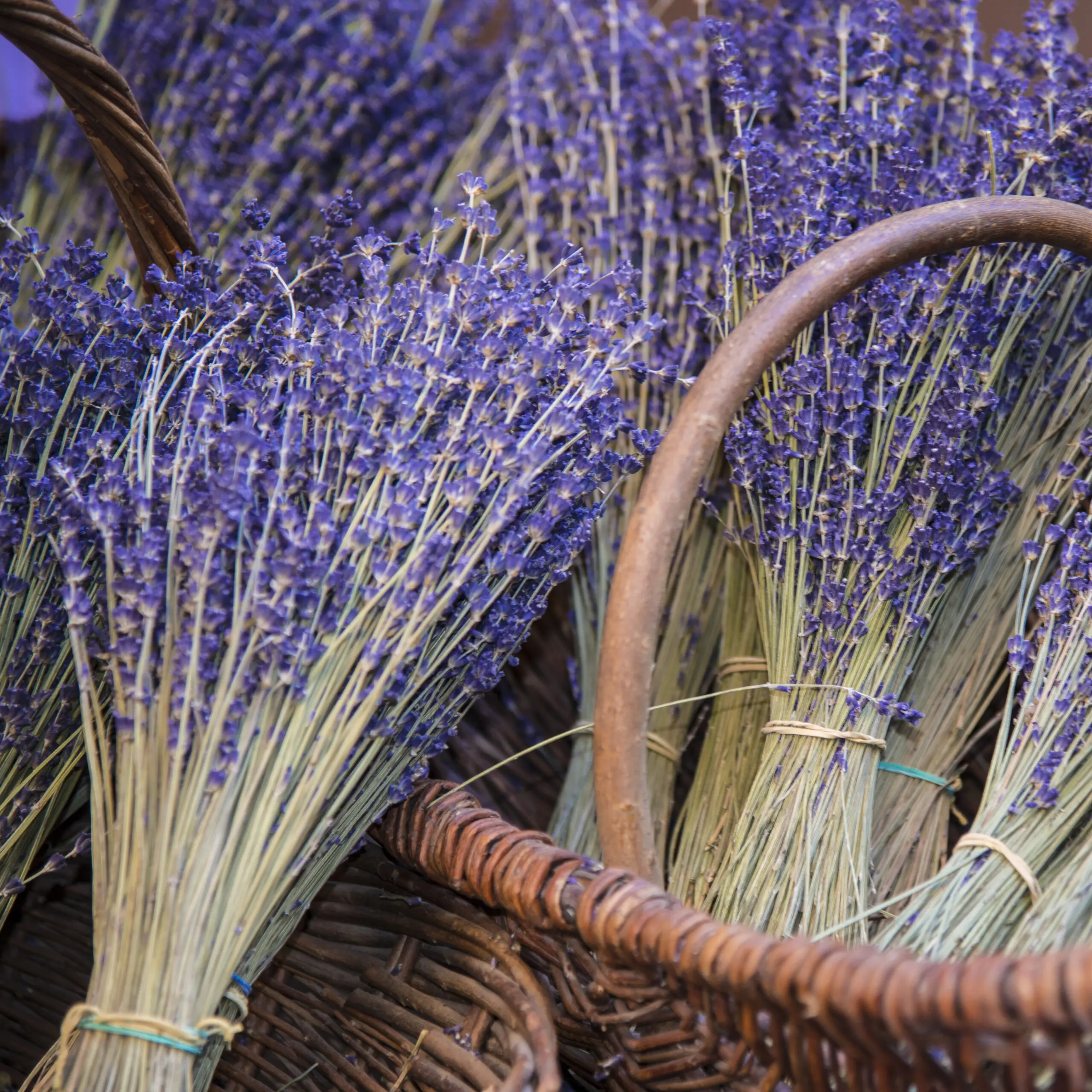 Wandbild (1026) Provence 3 präsentiert: Natur,Sonstige Pflanzen