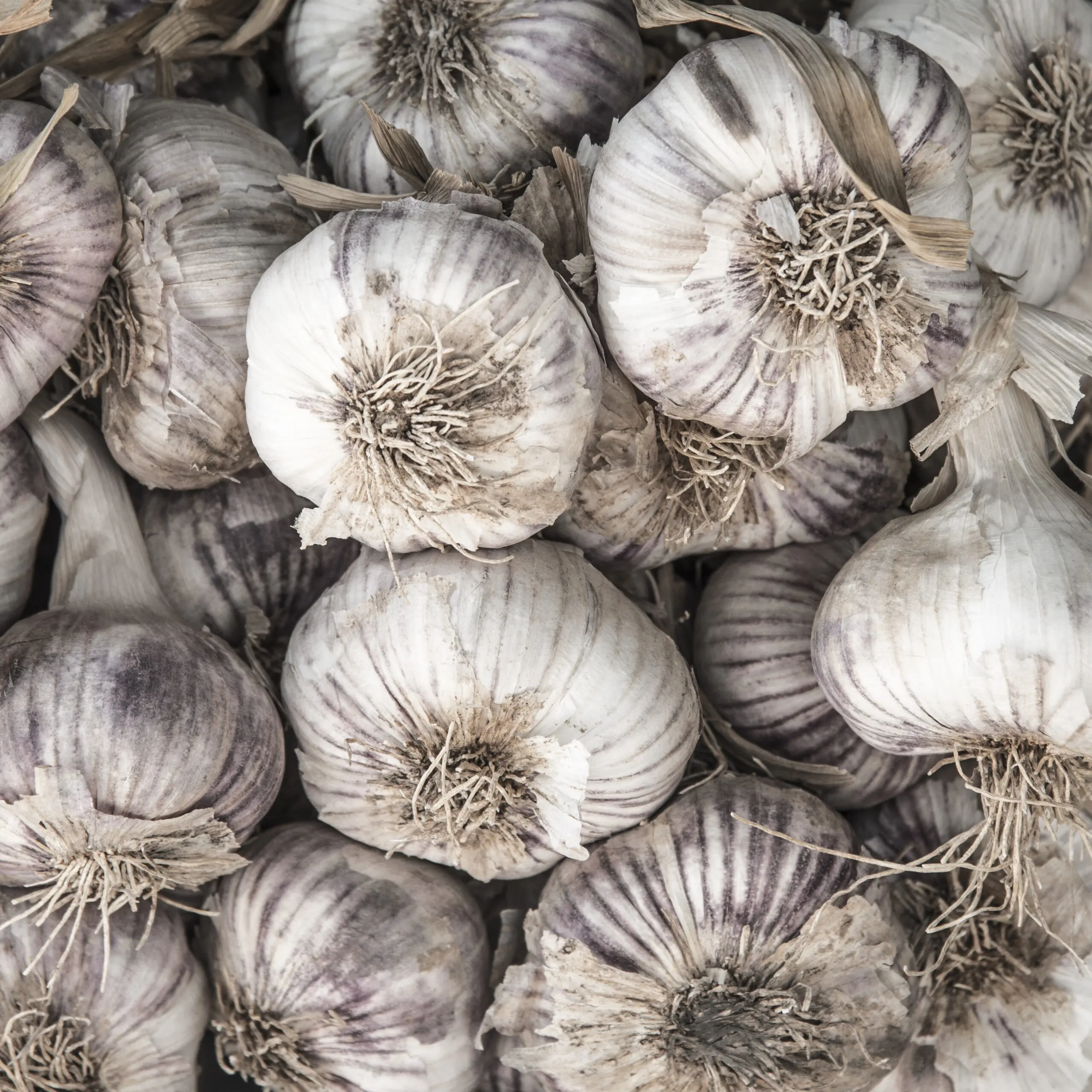 Wandbild (1025) Knoblauch präsentiert: Natur,Sonstige Pflanzen