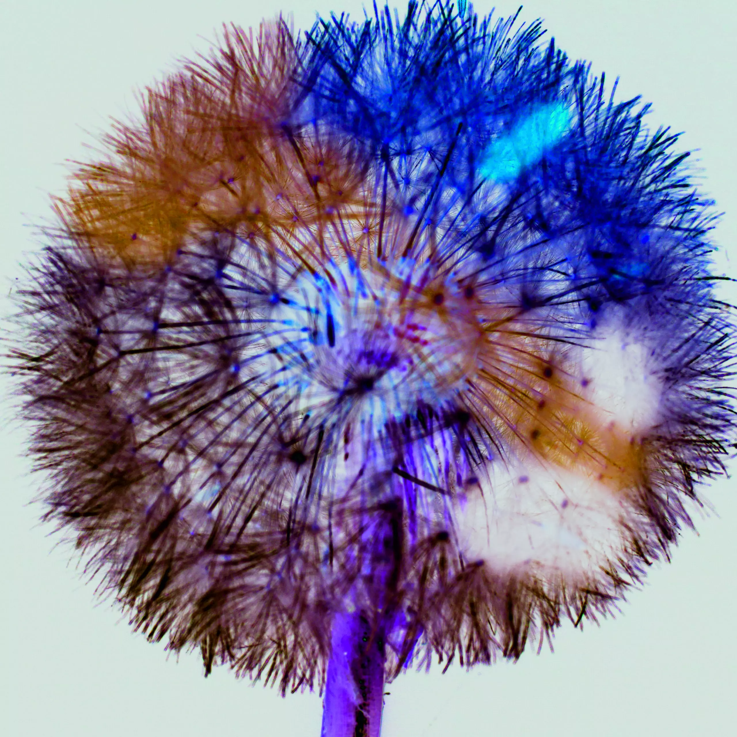 Wandbild (1034) Pusteblume präsentiert: Natur,Kreatives,Blumen und Blüten