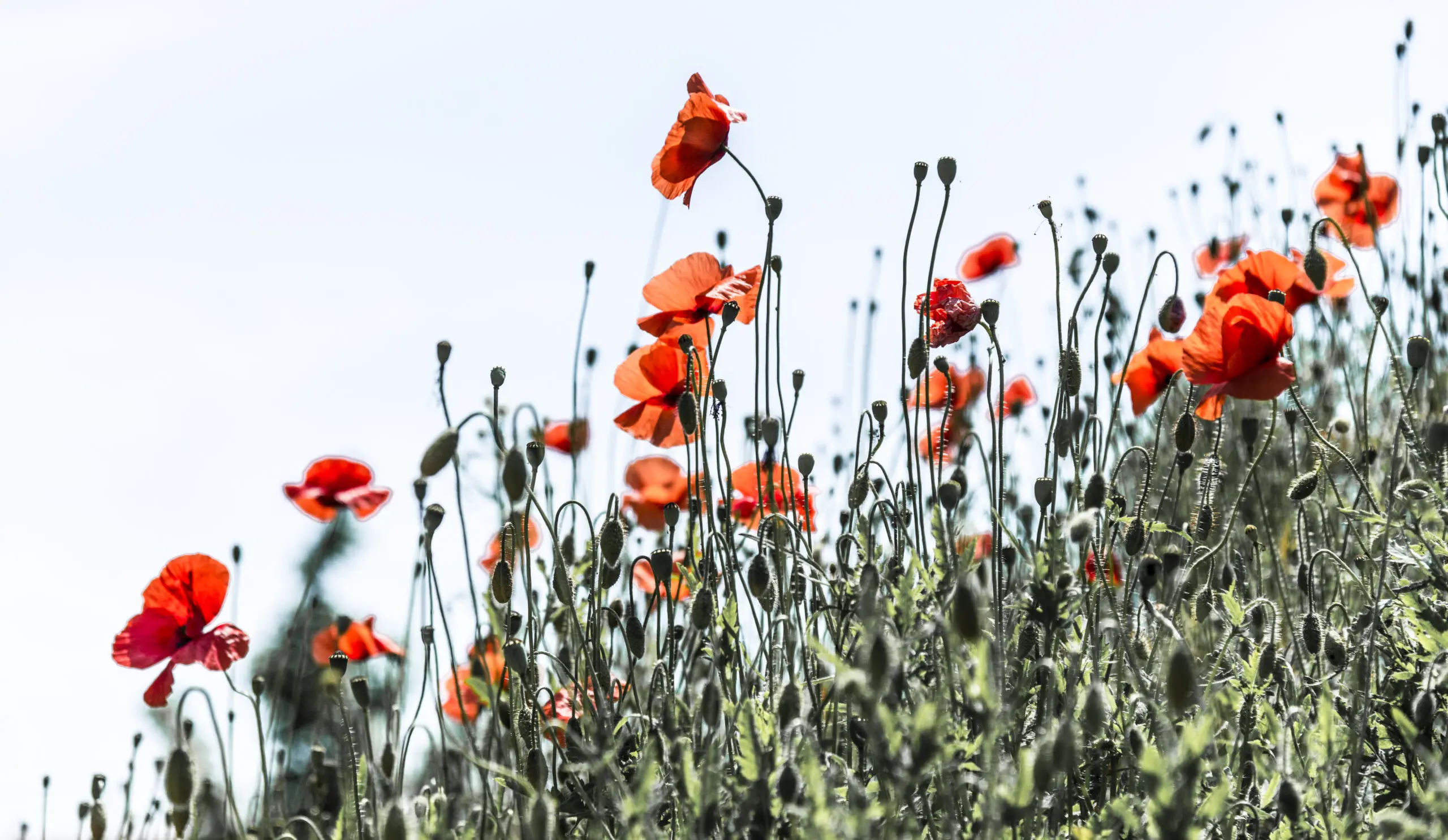 Wandbild (1045) Vollmohn präsentiert: Natur,Blumen und Blüten