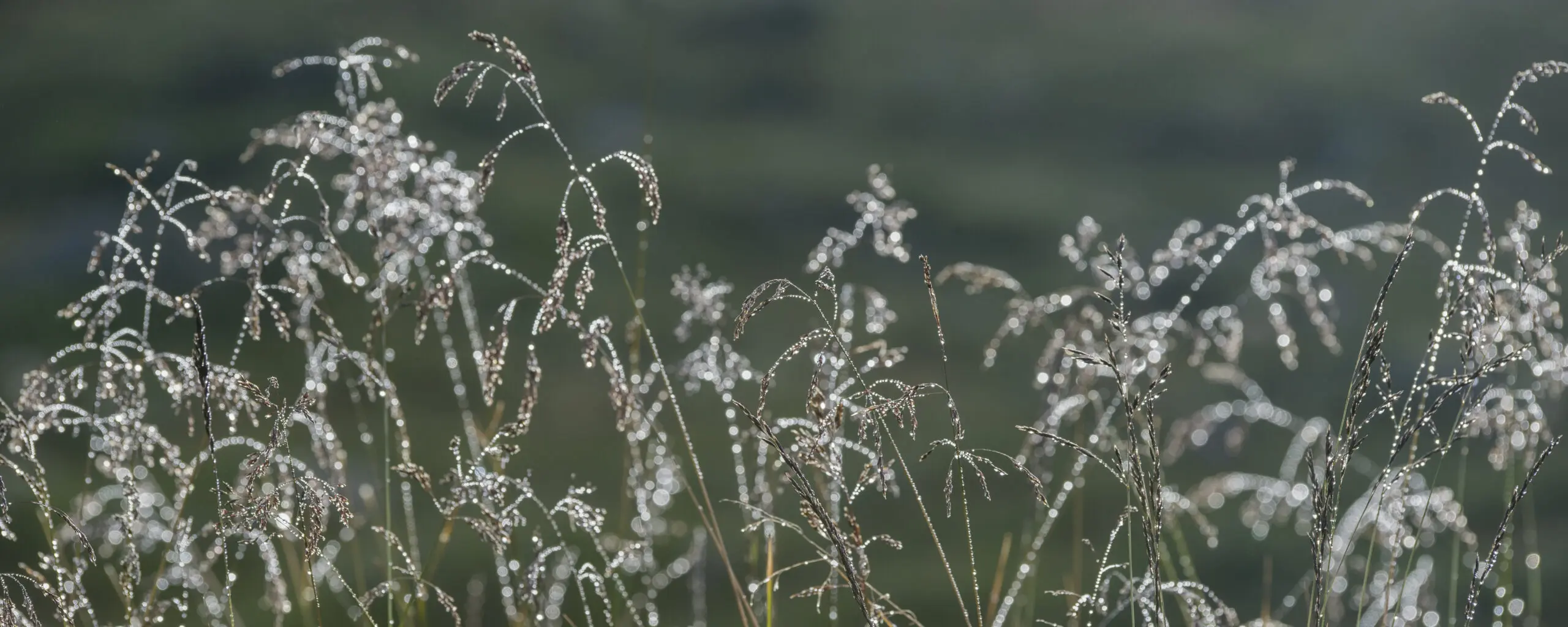 Wandbild (1064) Guten Morgen präsentiert: Natur