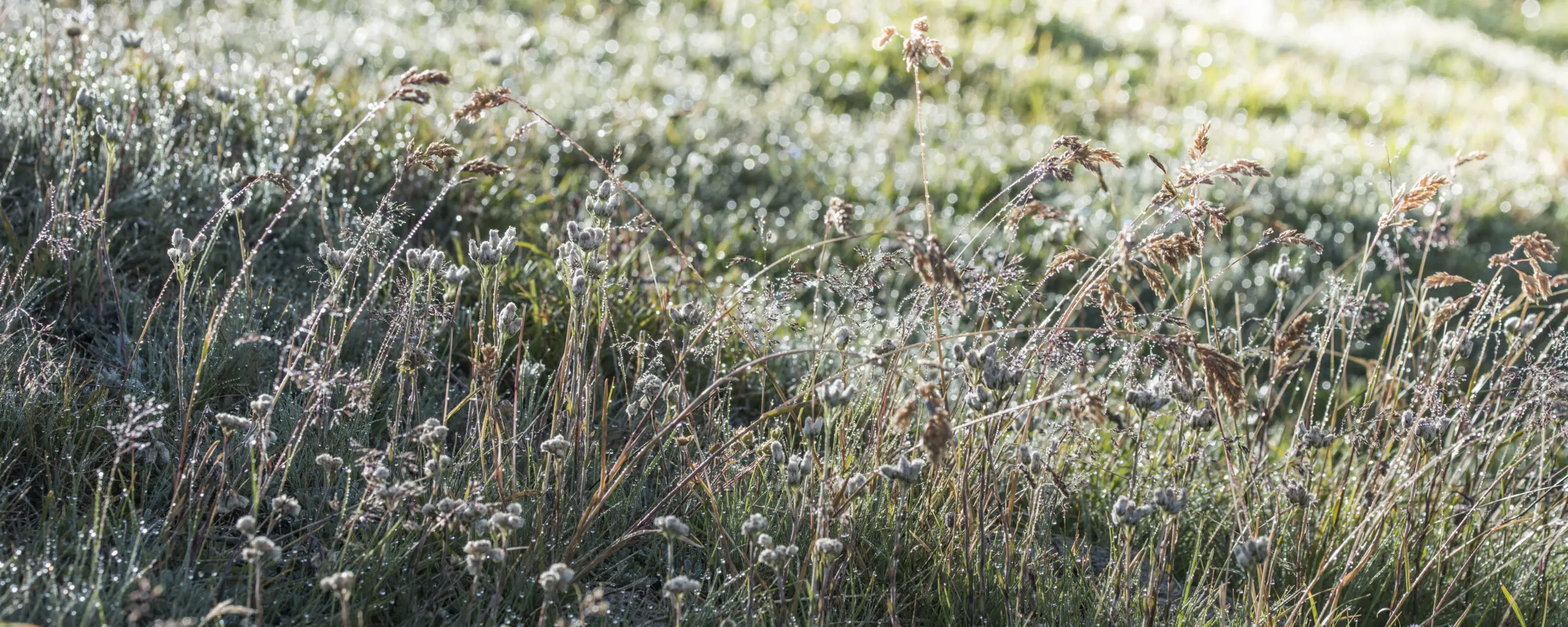 Wandbild (1062) Good Morning präsentiert: Natur,Gräser