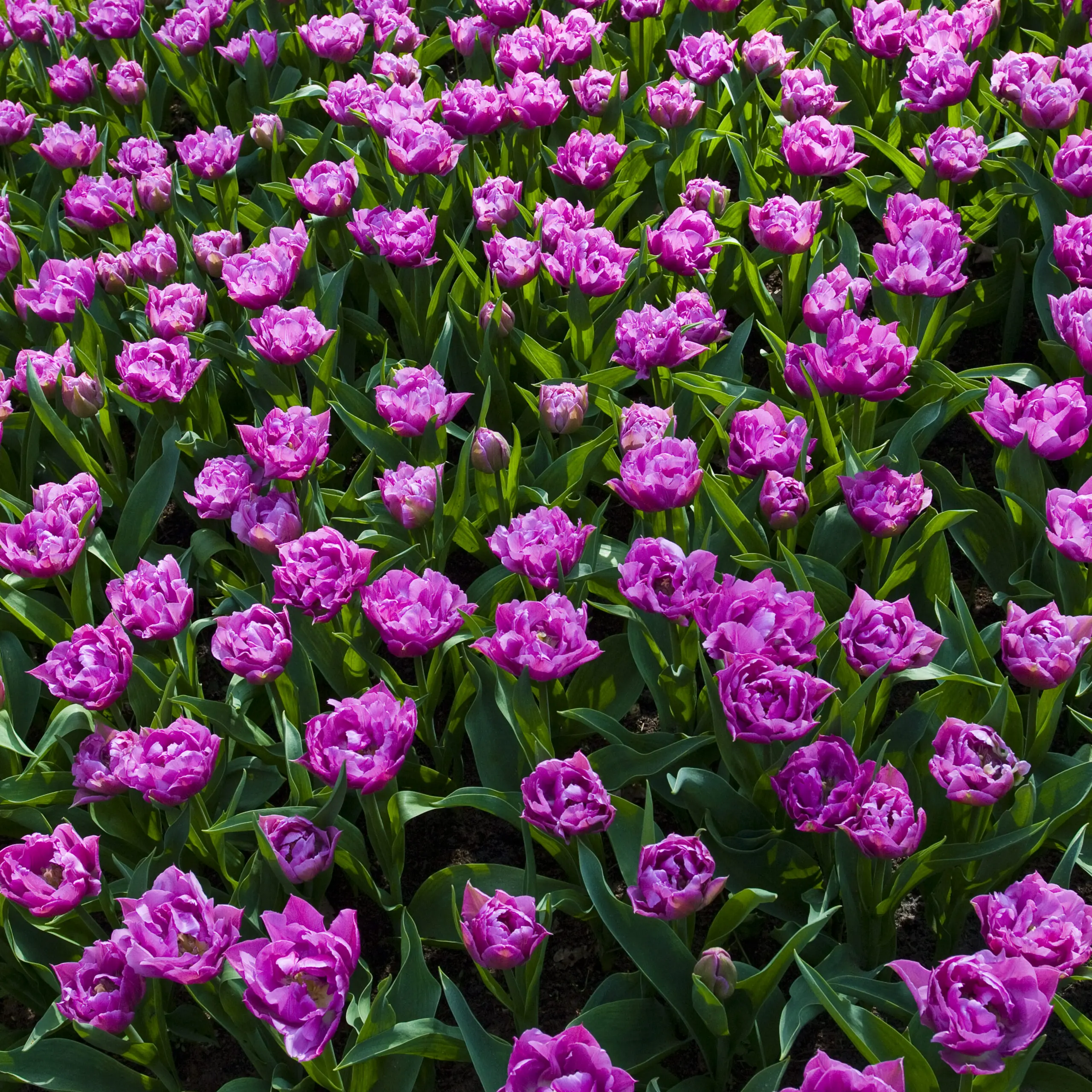 Wandbild (1092) Pink tulip präsentiert: Natur,Blumen und Blüten