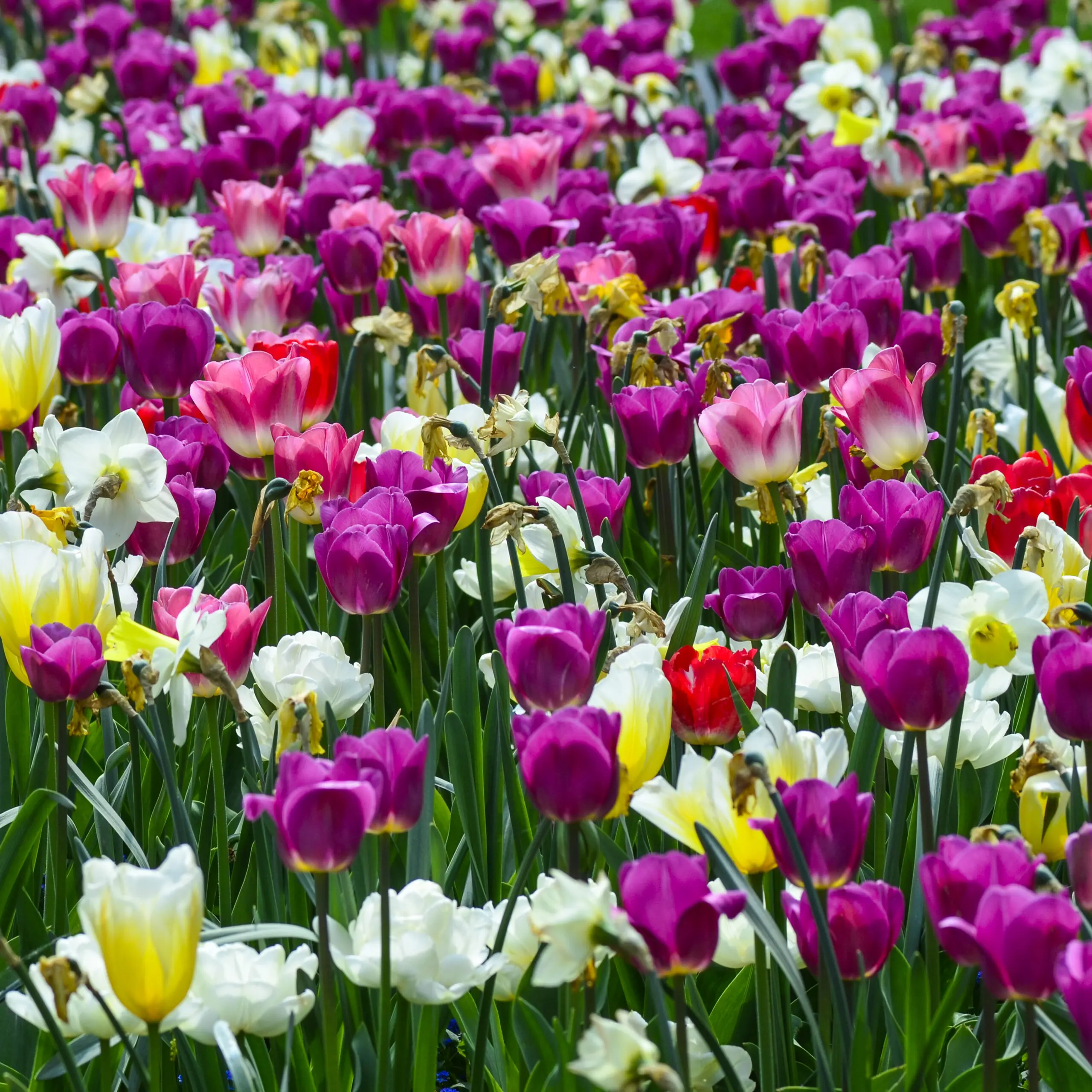 Wandbild (1090) colored tulip präsentiert: Natur,Blumen und Blüten