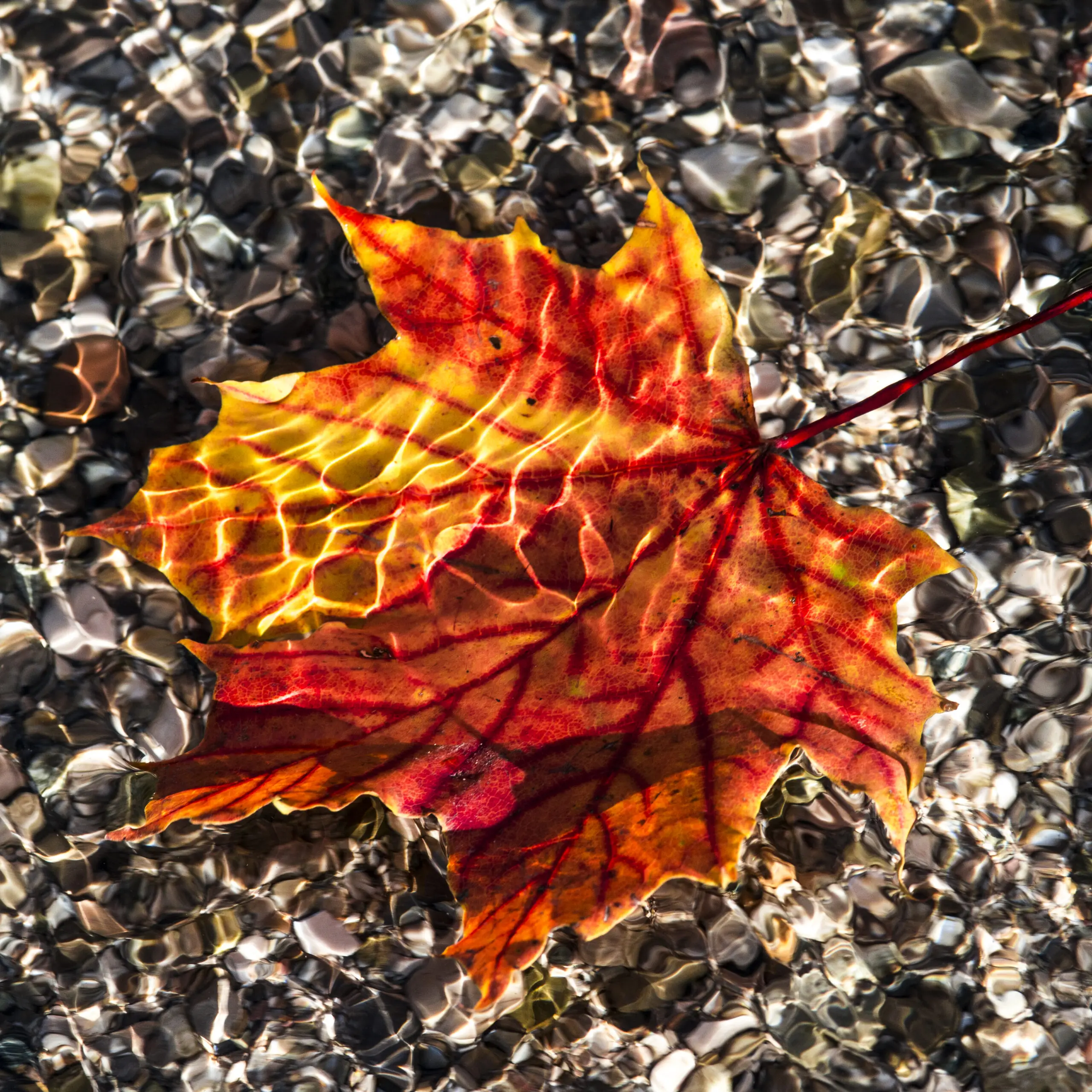 Wandbild (1085) Herbstlaub präsentiert: Natur,Wasser,Blätter