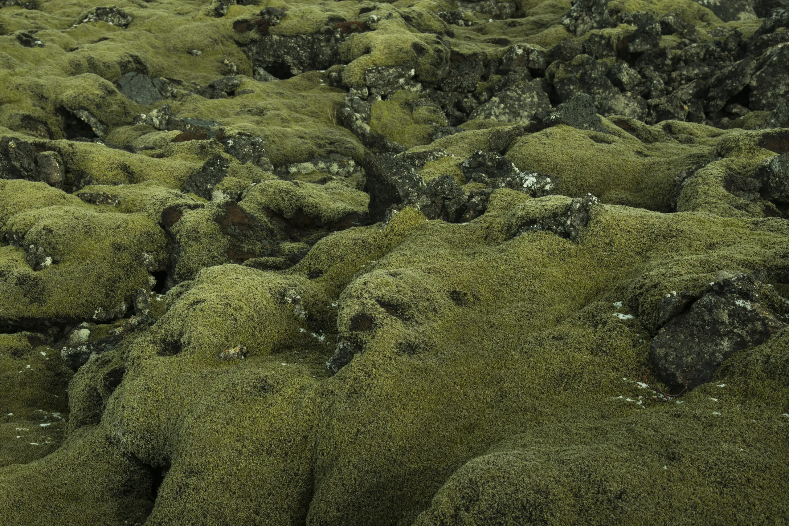 Wandbild (1110) Icelandic Moss präsentiert: Details und Strukturen,Natur,Pflanzen