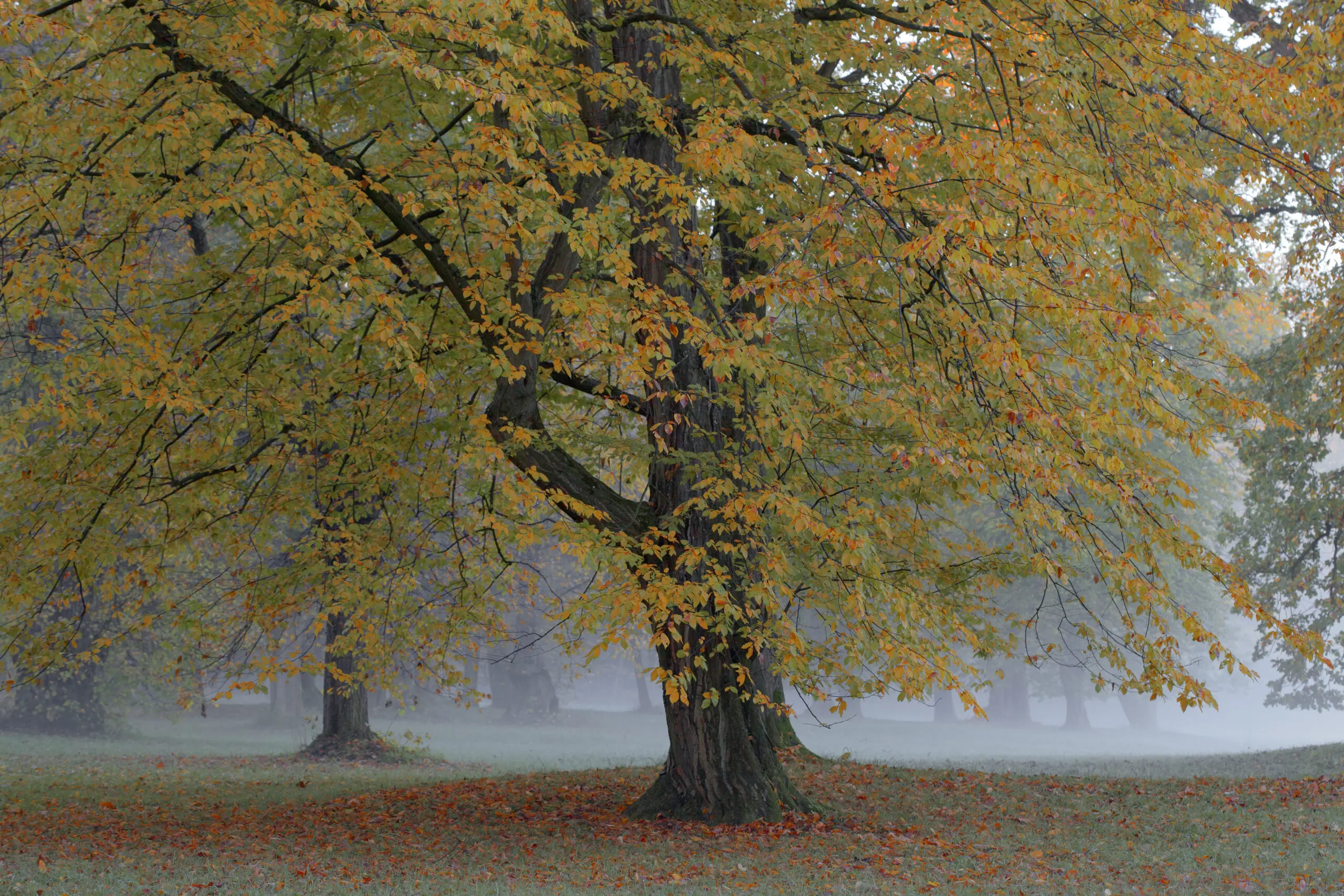 Wandbild (1340) Morgens im Herbst präsentiert: Natur,Bäume