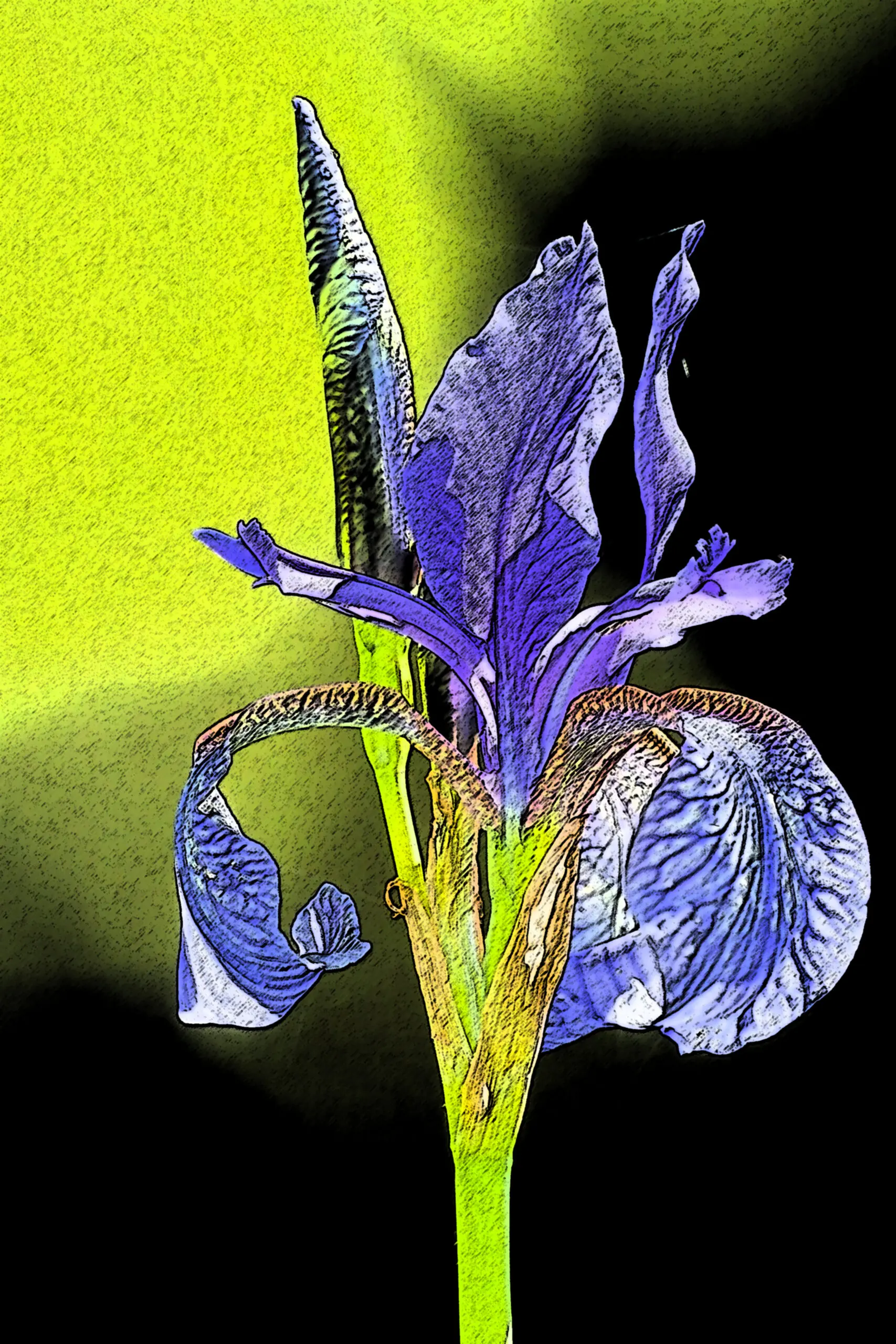Wandbild (1416) Blaue Iris präsentiert: Kreatives,Abstrakt,Blumen und Blüten