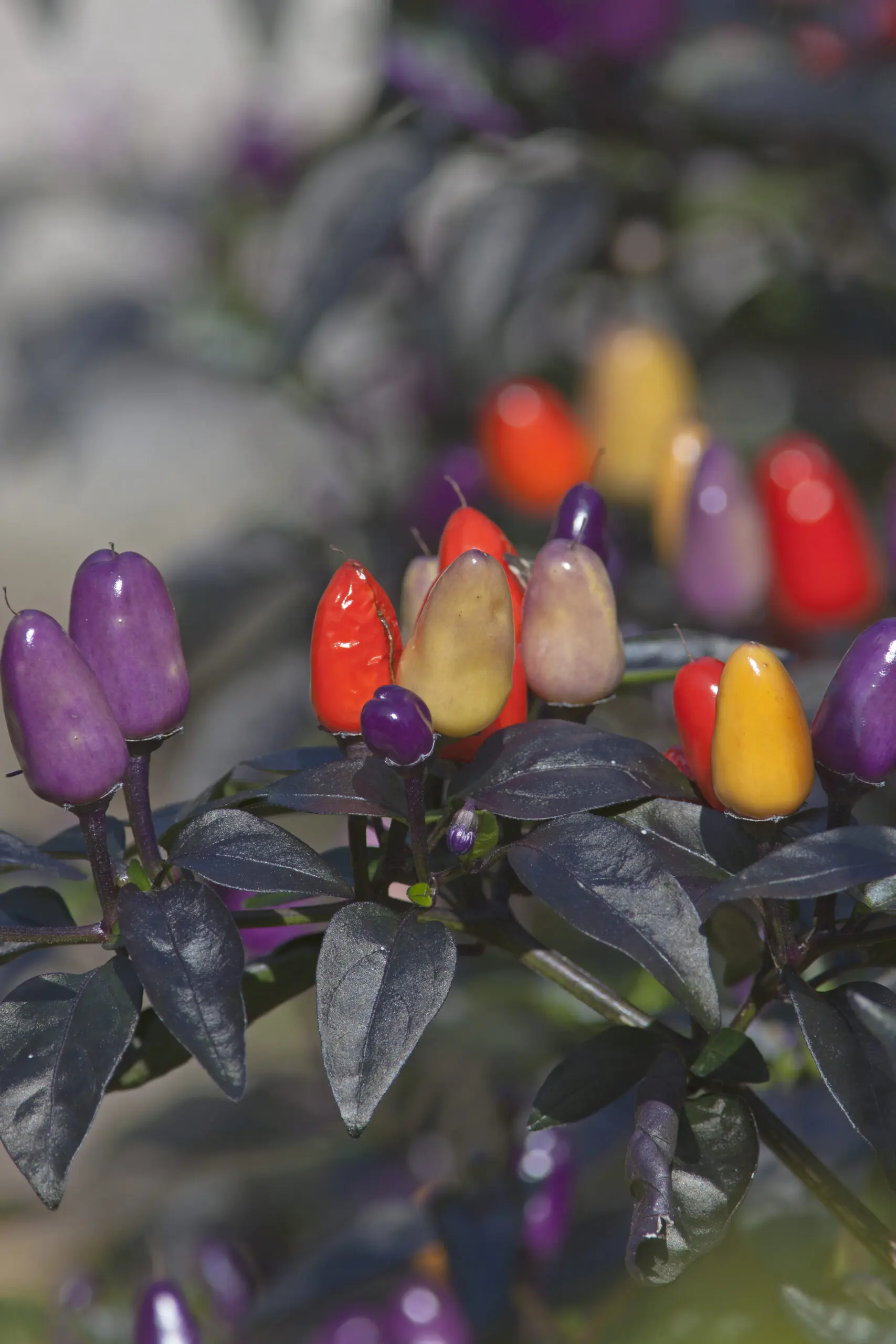 Wandbild (1454) Paprika präsentiert: Abstrakt,Blumen und Blüten