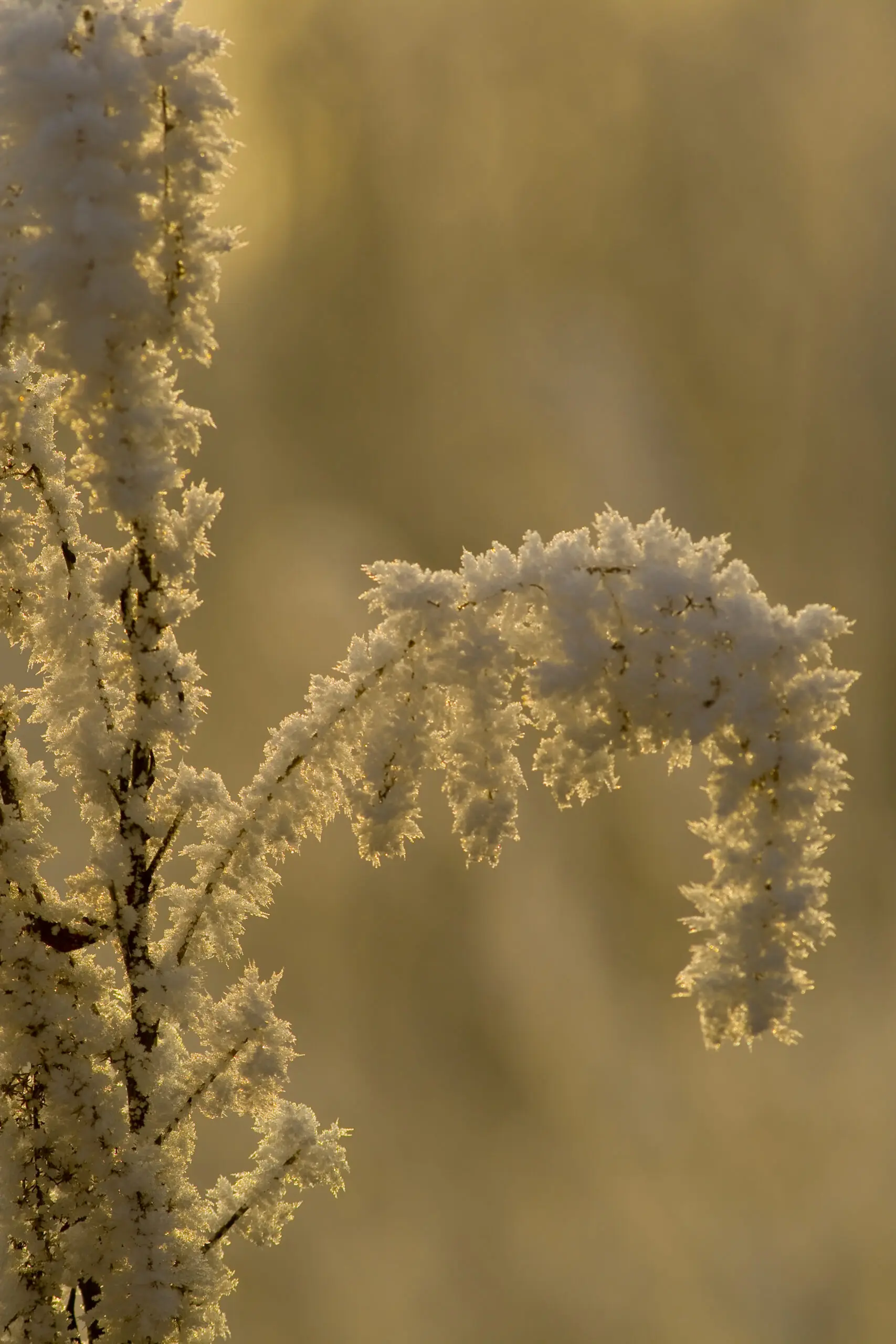 Wandbild (1462) Rauhreif am Morgen präsentiert: Natur,Sonstige Pflanzen