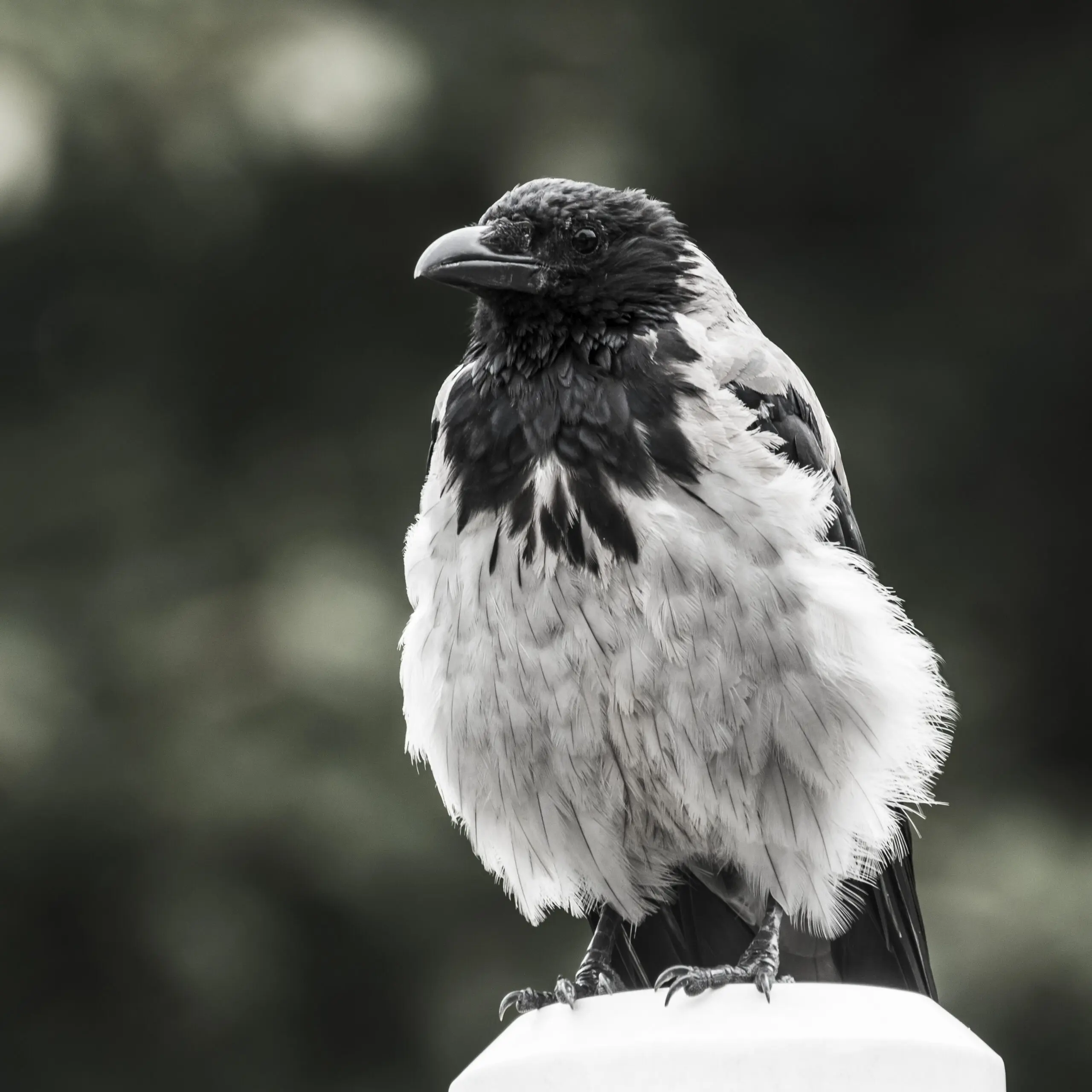 Wandbild (1599) Blackbird präsentiert: Tiere,Vögel