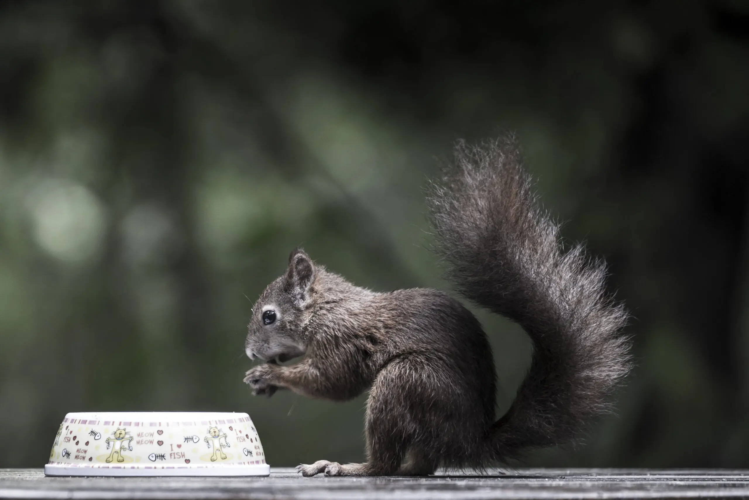 Wandbild (1598) Eichhörnchen präsentiert: Zen & Wellness,Tiere