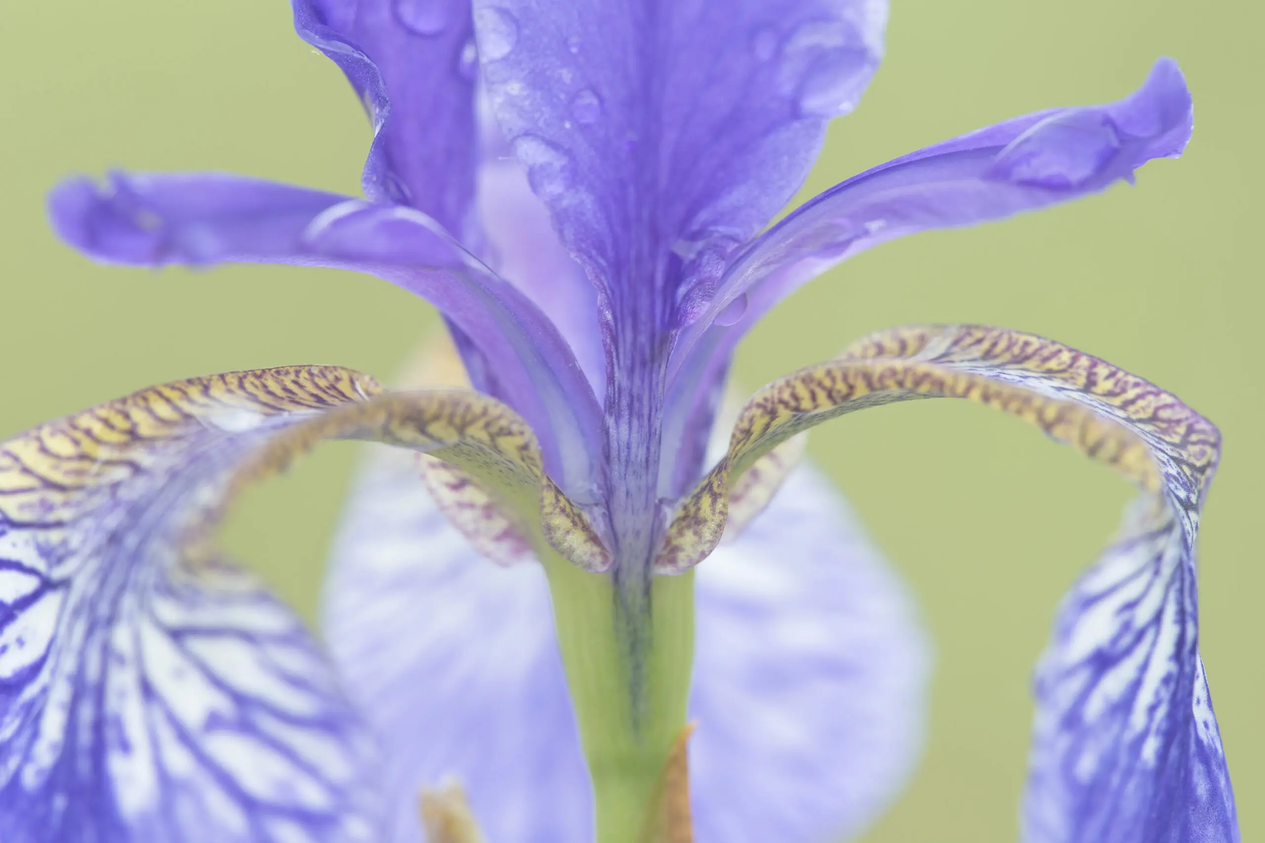 Wandbild (1673) Blaue Iris präsentiert: Natur,Blumen und Blüten