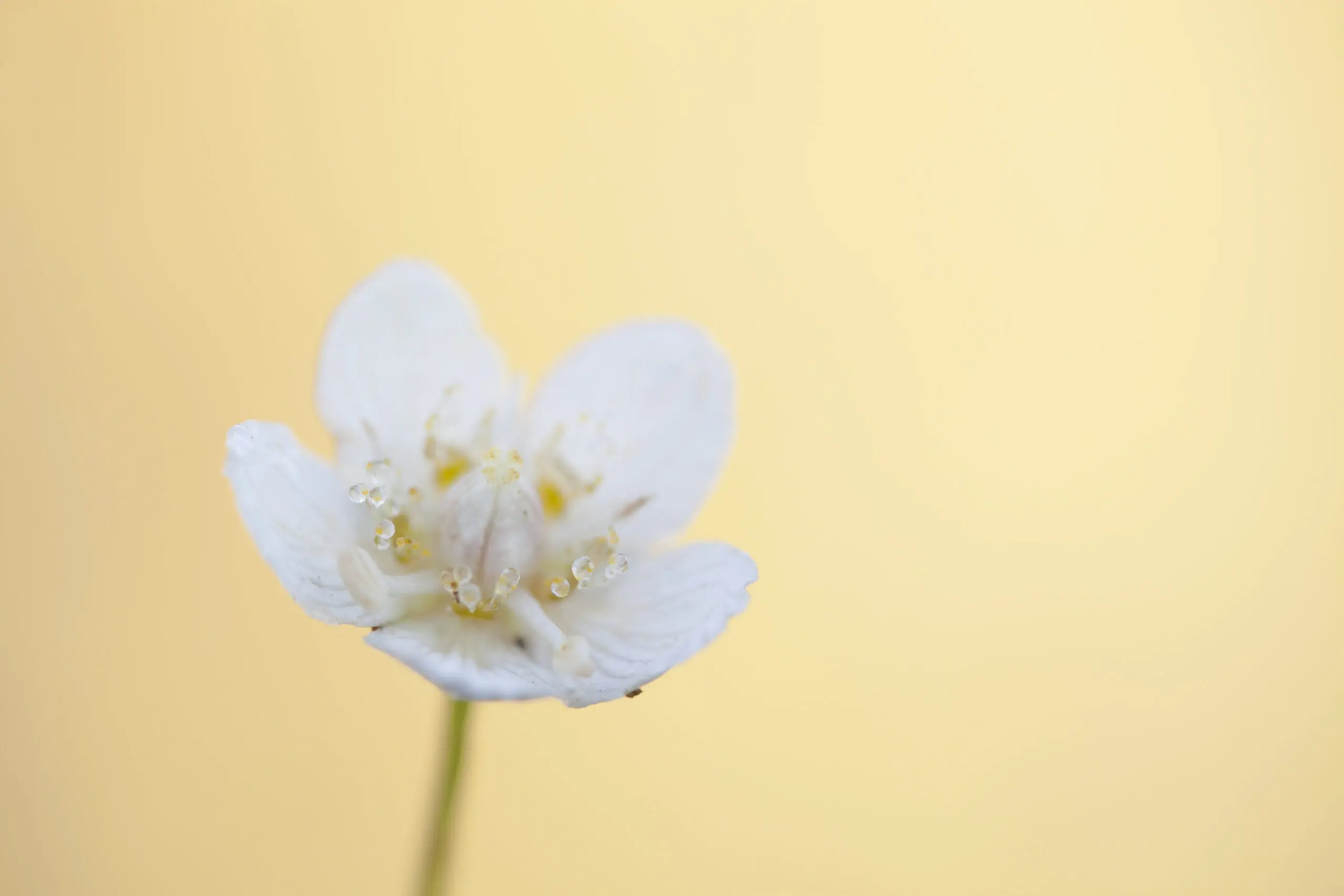 Wandbild (1827) Herzblatt 2 präsentiert: Natur,Blumen und Blüten