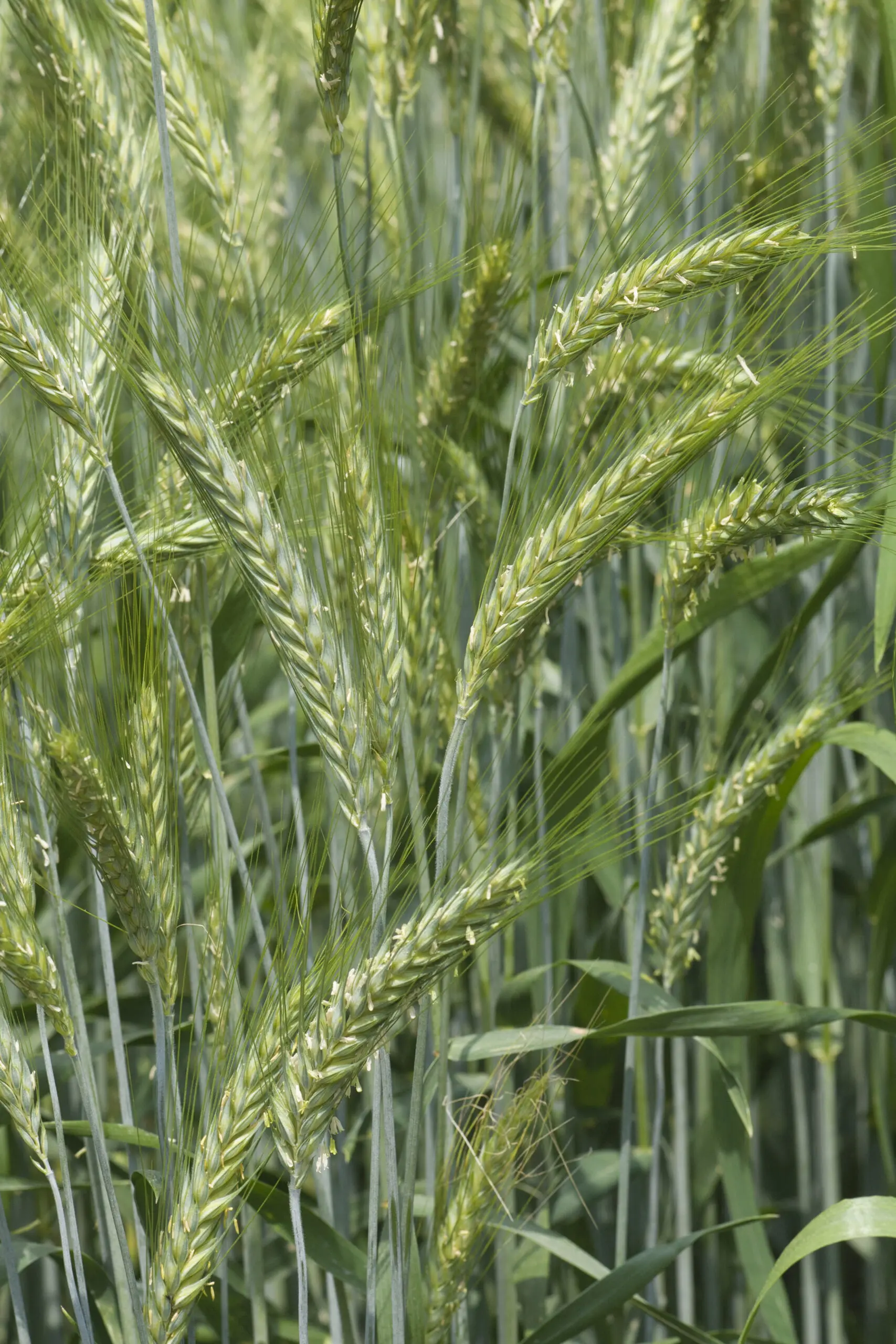 Wandbild (1839) Grüner Weizen präsentiert: Natur,Sonstige Pflanzen