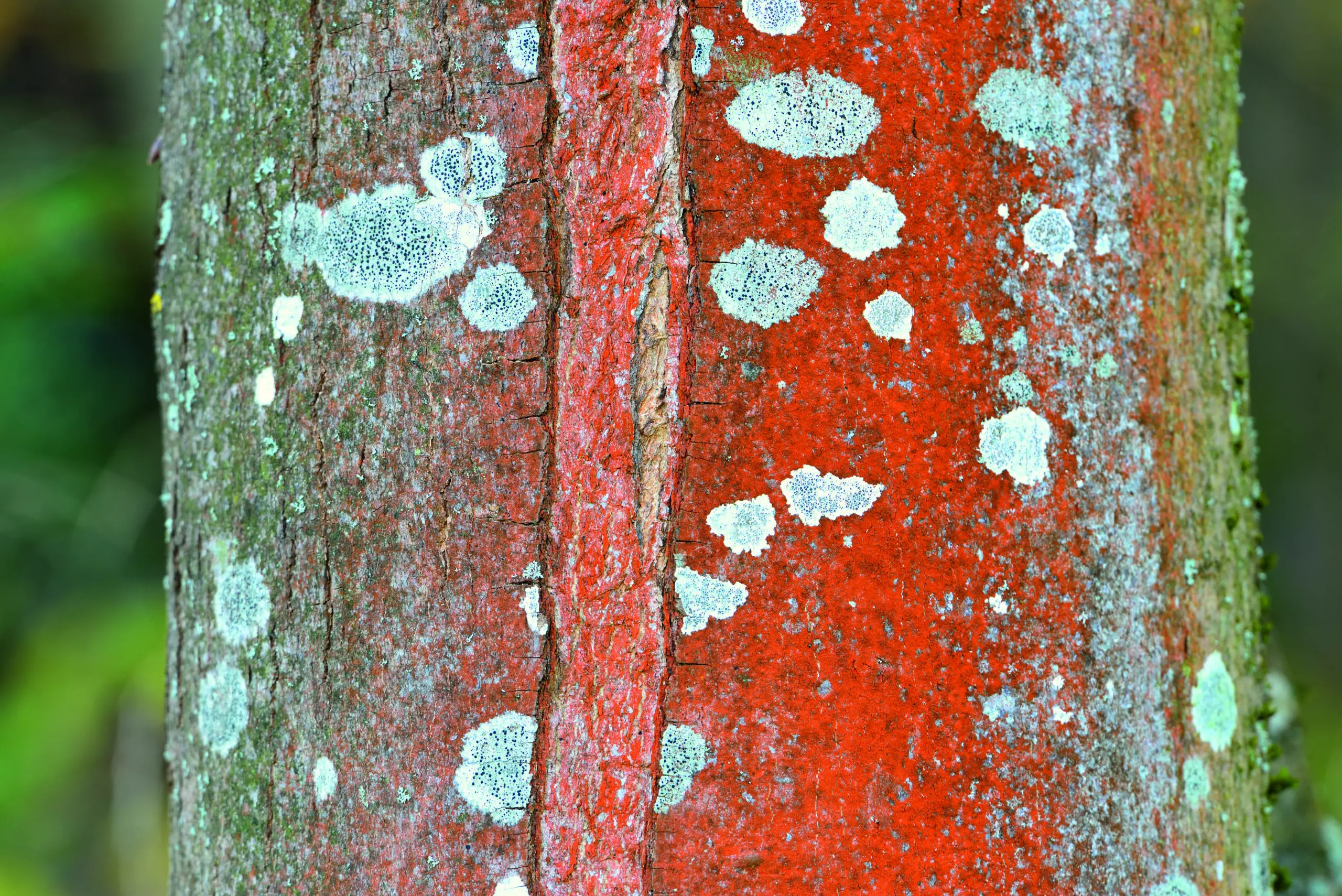 Wandbild (1916) The Color of Low Life präsentiert: Natur,Bäume