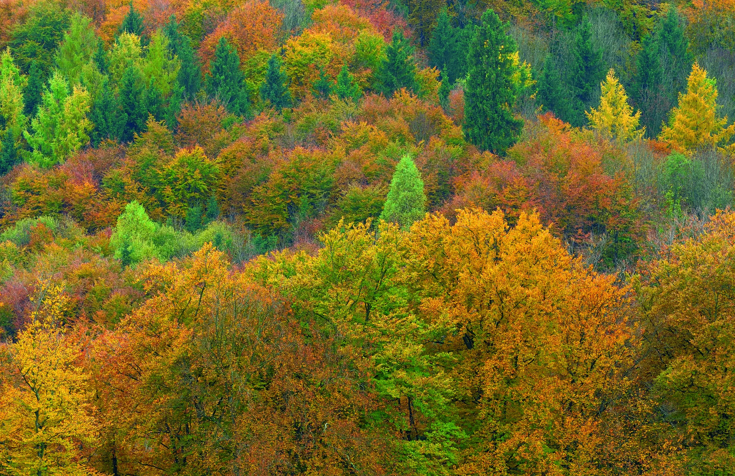 Wandbild (1918) Herbstwald präsentiert: Landschaften,Herbst