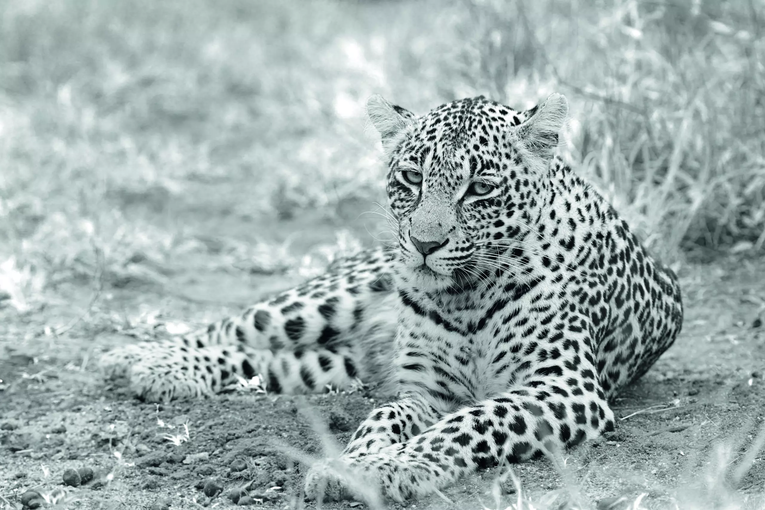 Wandbild (1921) The Leopard Beauty präsentiert: Tiere,Aus Afrika