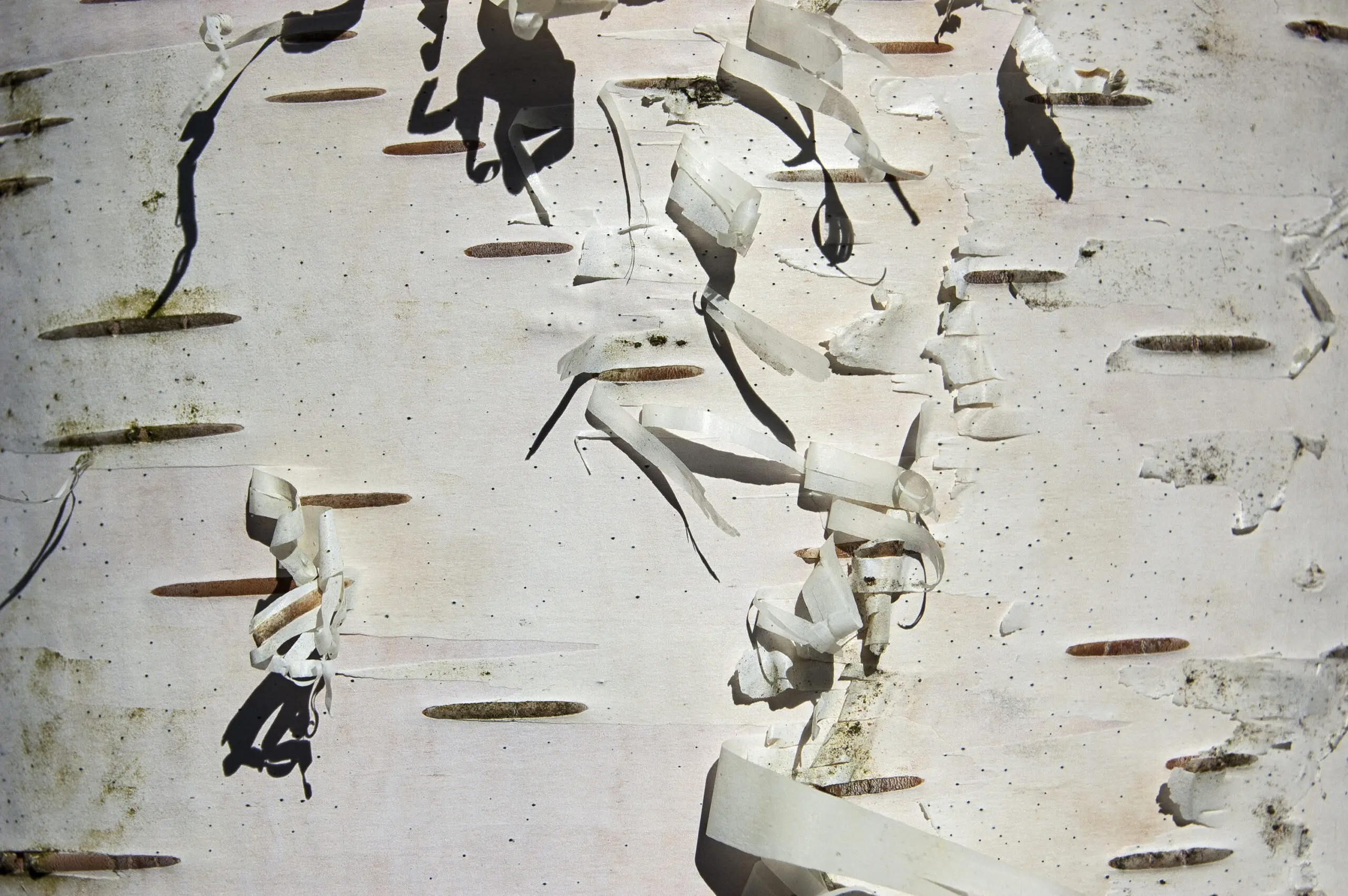 Wandbild (1970) Birke präsentiert: Details und Strukturen,Natur,Makro,Holz