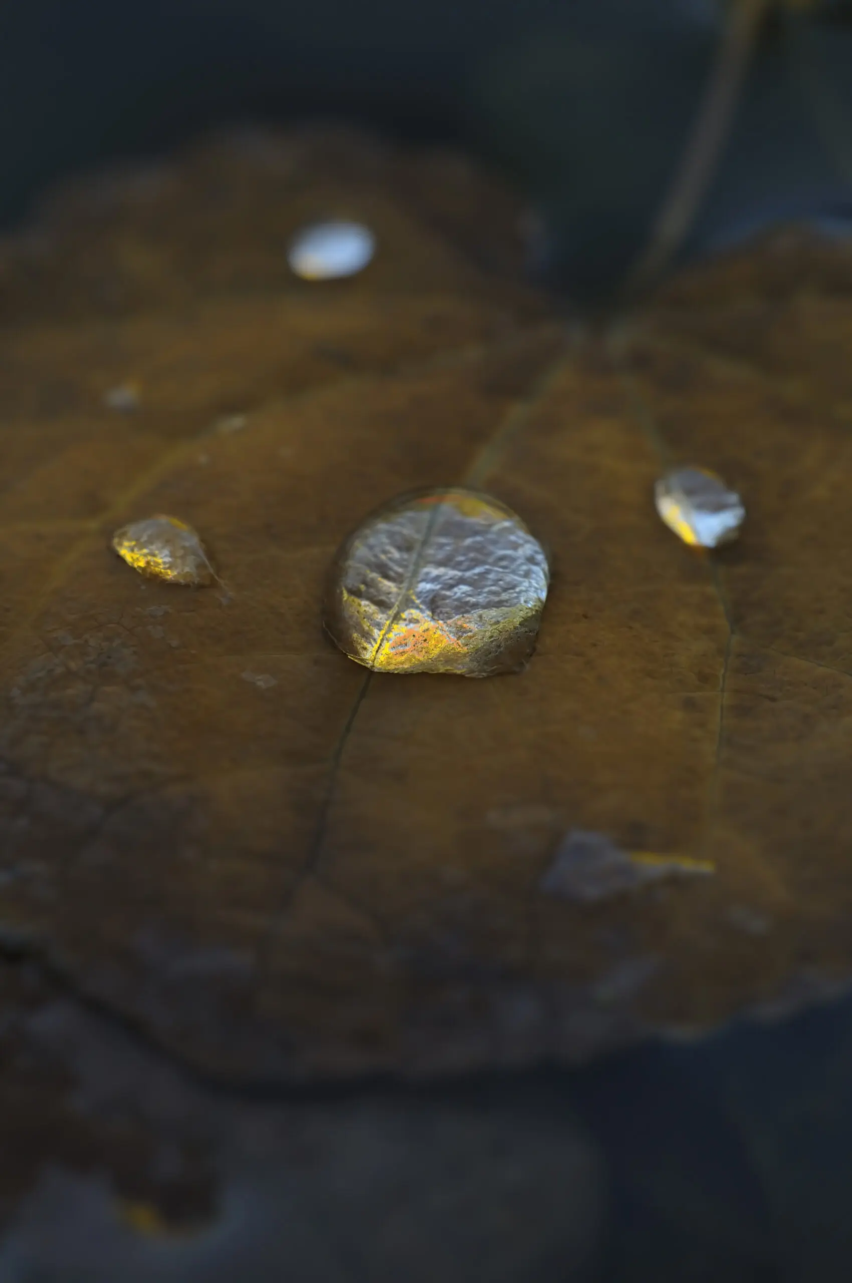 Wandbild (1973) Golden Drop präsentiert: Natur,Blätter