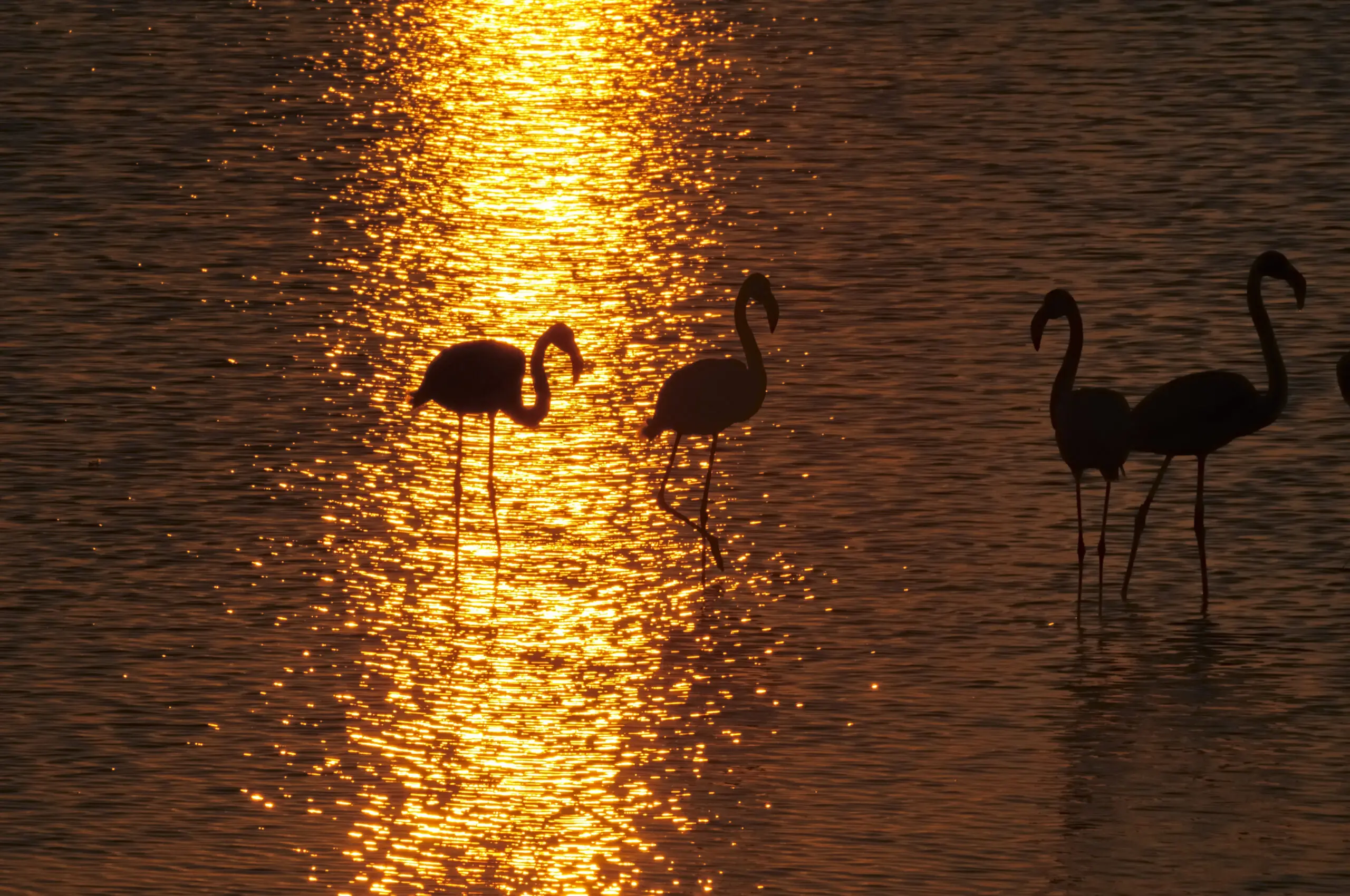 Wandbild (1980) Sunrise Flamingos präsentiert: Wasser,Tiere,Landschaften,Gewässer,Vögel