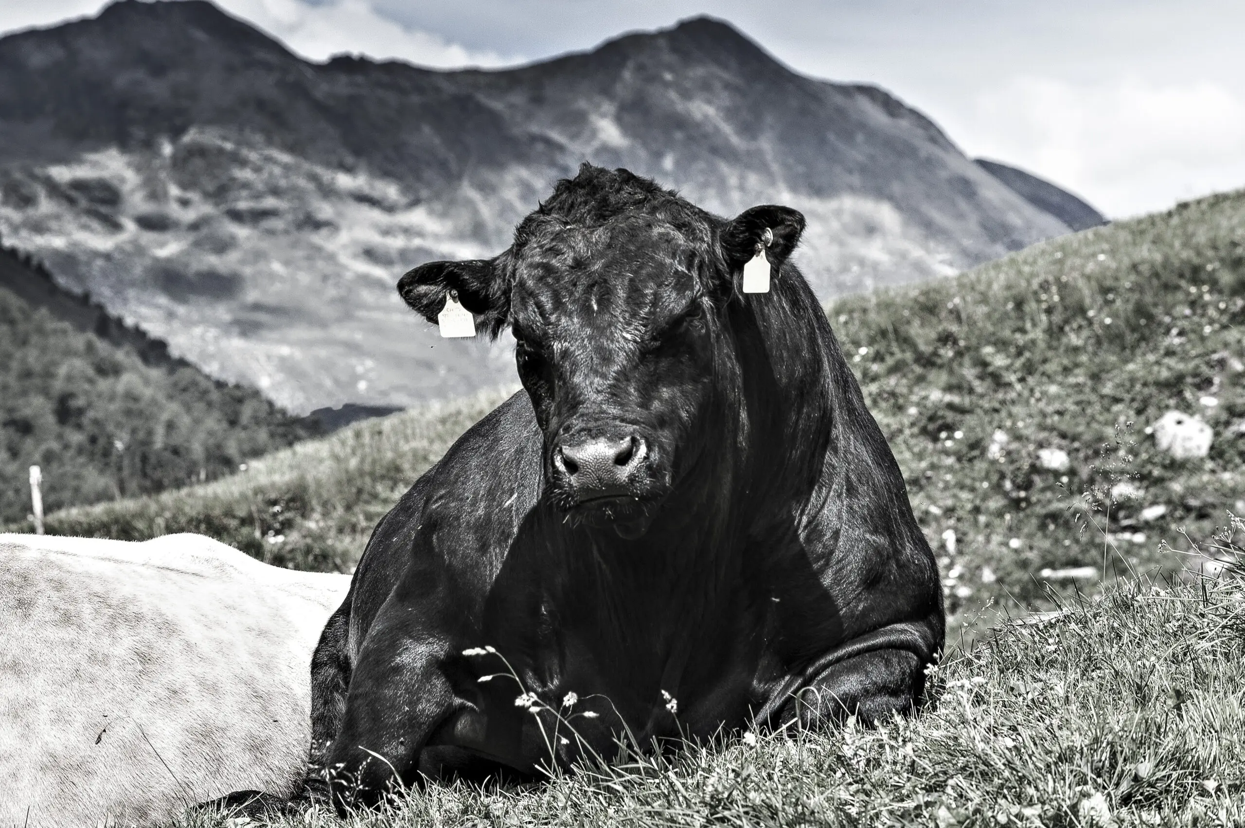 Wandbild (1990) Black Bull präsentiert: Tiere,Haustiere