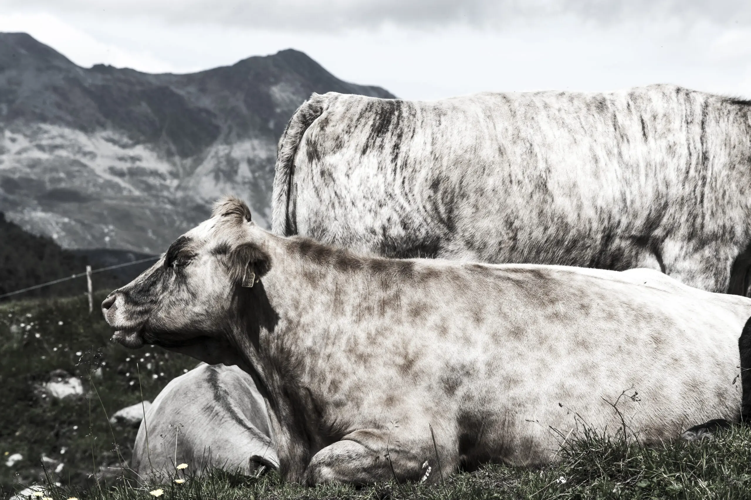 Wandbild (1989) Leopardkuh präsentiert: Tiere,Haustiere