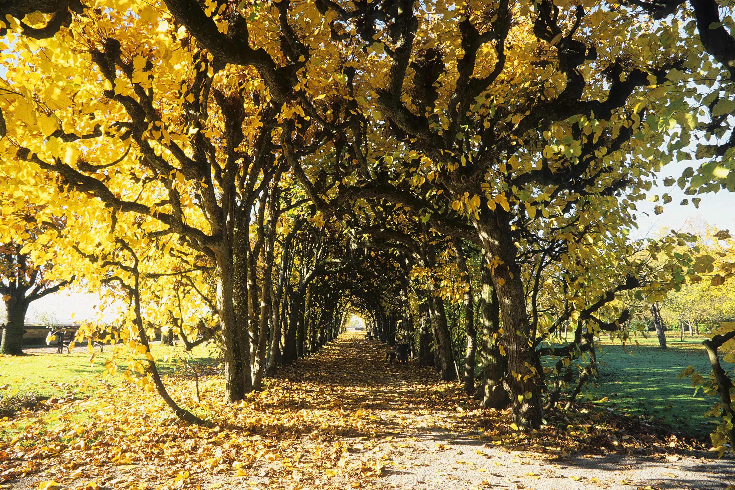 Wandbild (2033) Herbstlaube präsentiert: Stillleben,Natur,Landschaften,Floral,Sonstige Stillleben