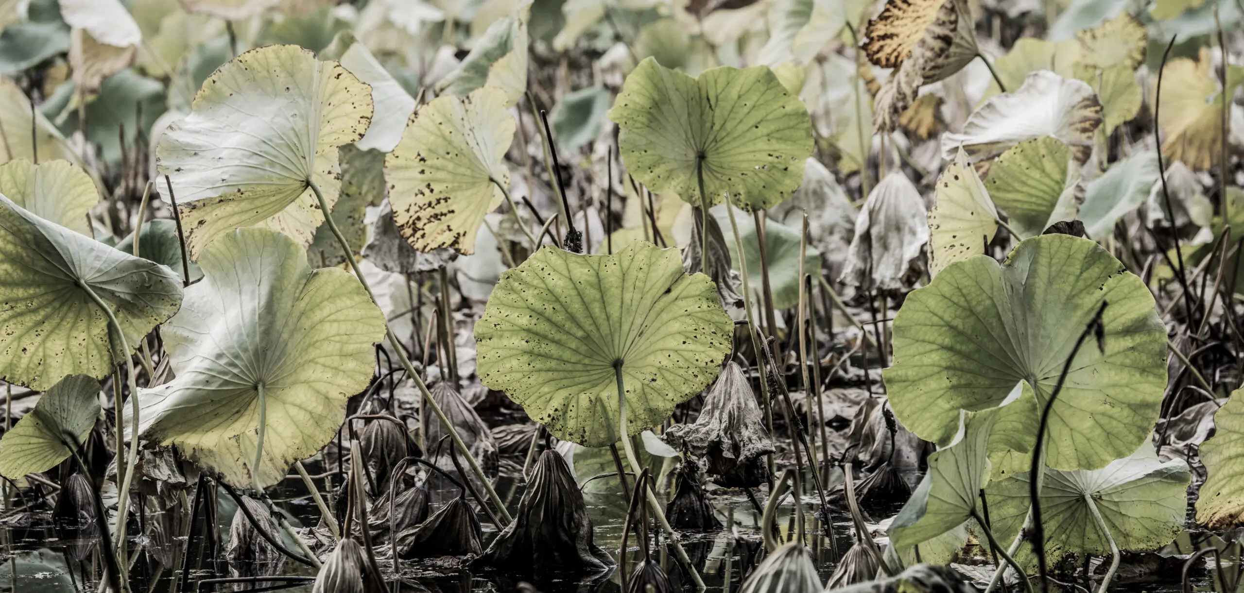 Wandbild (2059) Lotus präsentiert: Natur