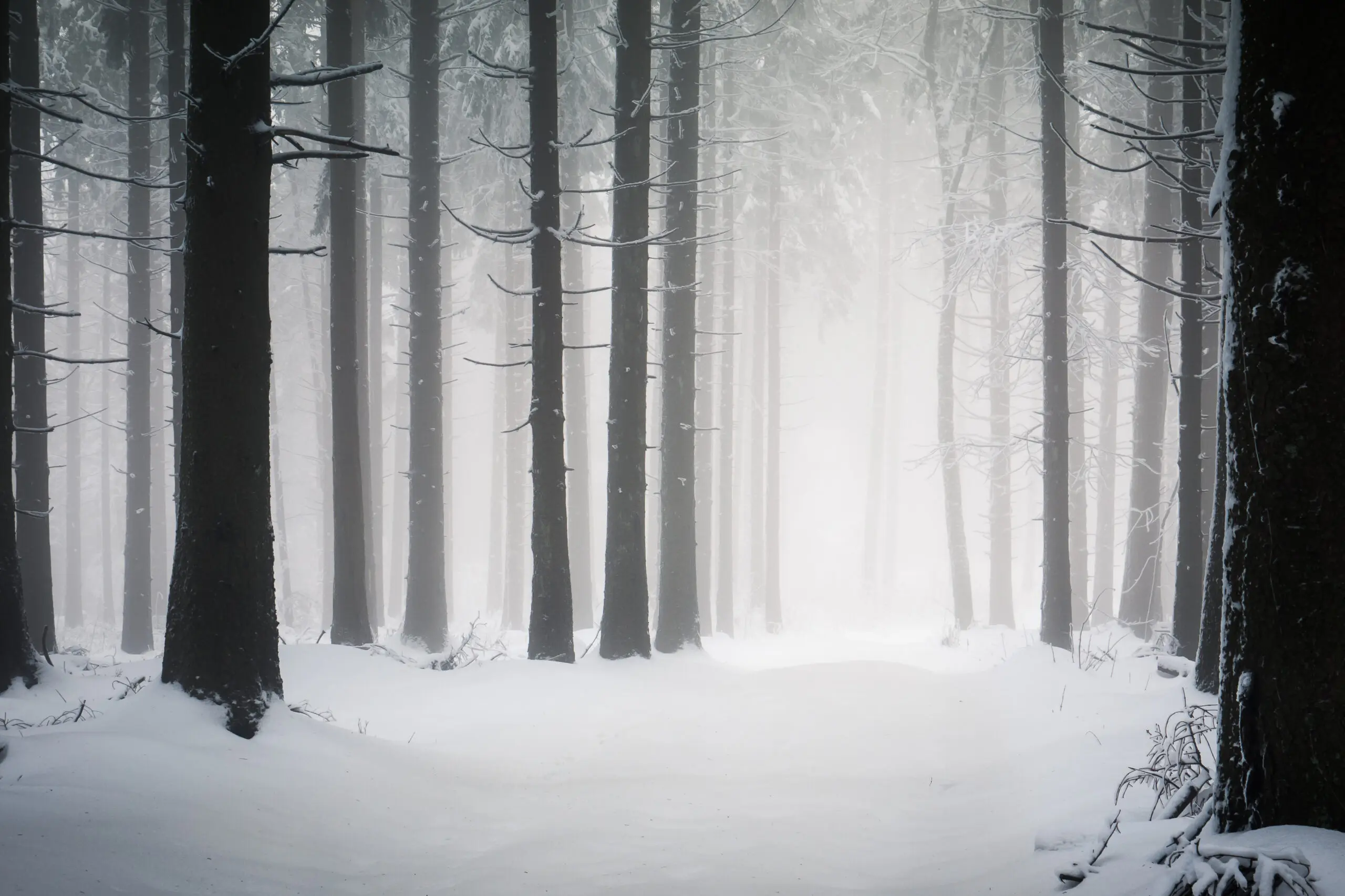 Wandbild (2211) Verschneiter Wald im Nebel präsentiert: Landschaften,Winter
