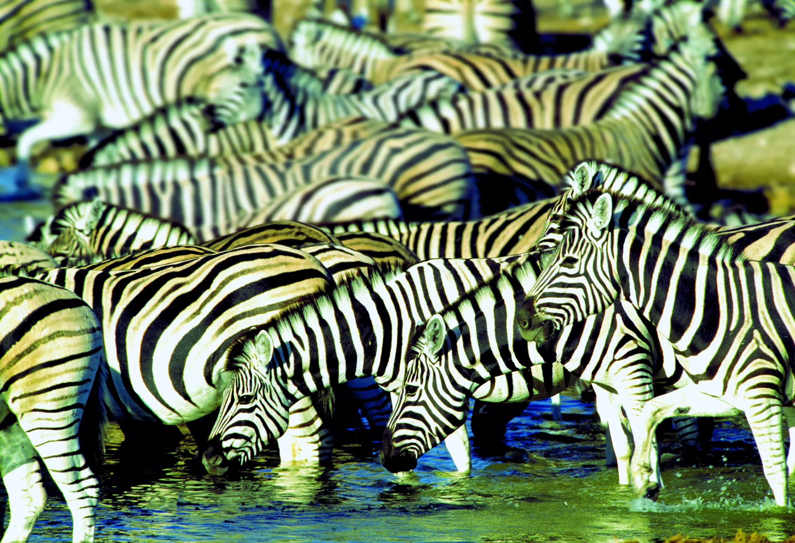 Wandbild (2158) Zebra crossing präsentiert: Wasser,Tiere,Aus Afrika,Seen