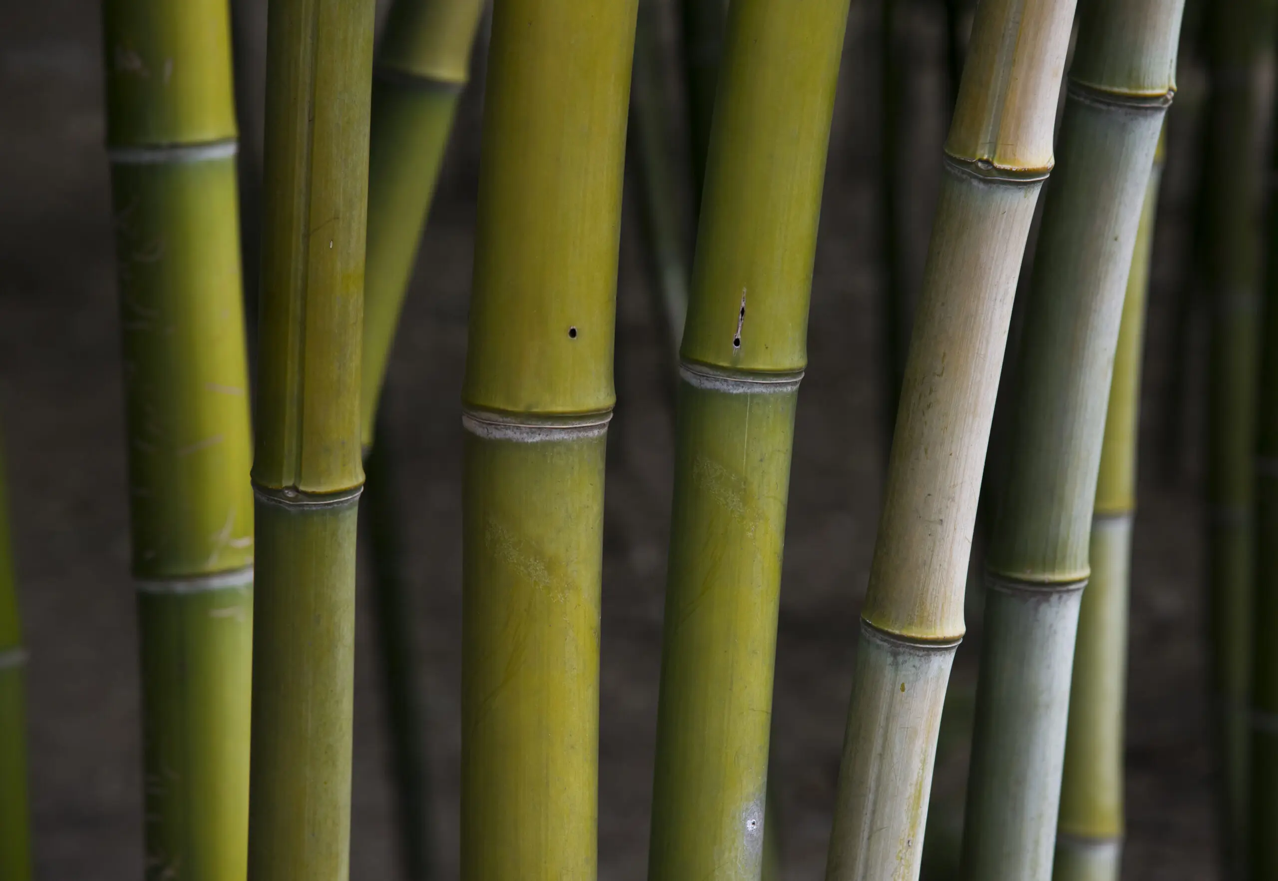 Wandbild (2219) Bamboo Forest präsentiert: Natur,Makro,Sonstige Pflanzen