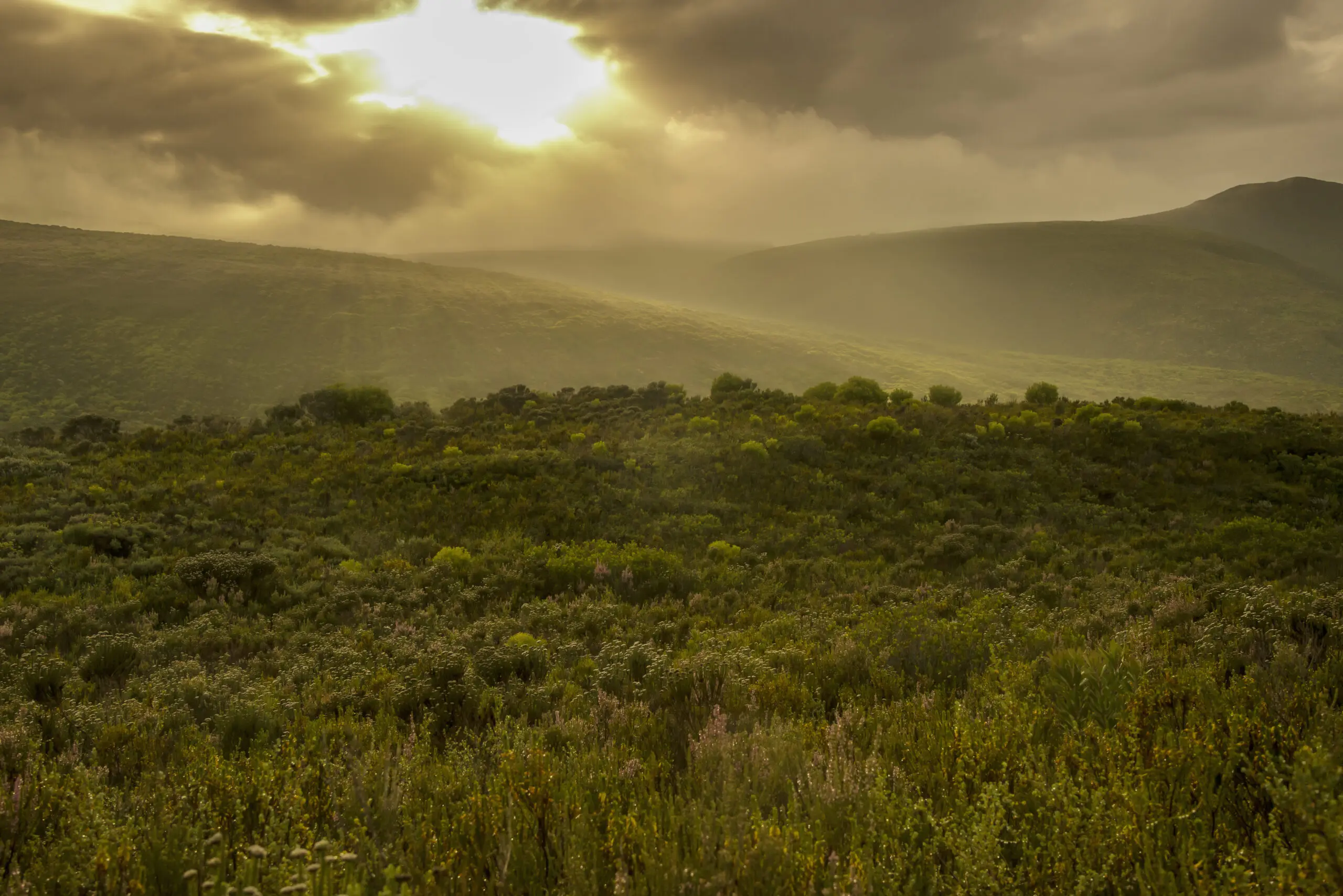 Wandbild (2335) Sunny Fynbos Hills präsentiert: Natur,Landschaften,Sonstige Pflanzen,Afrika,Berge