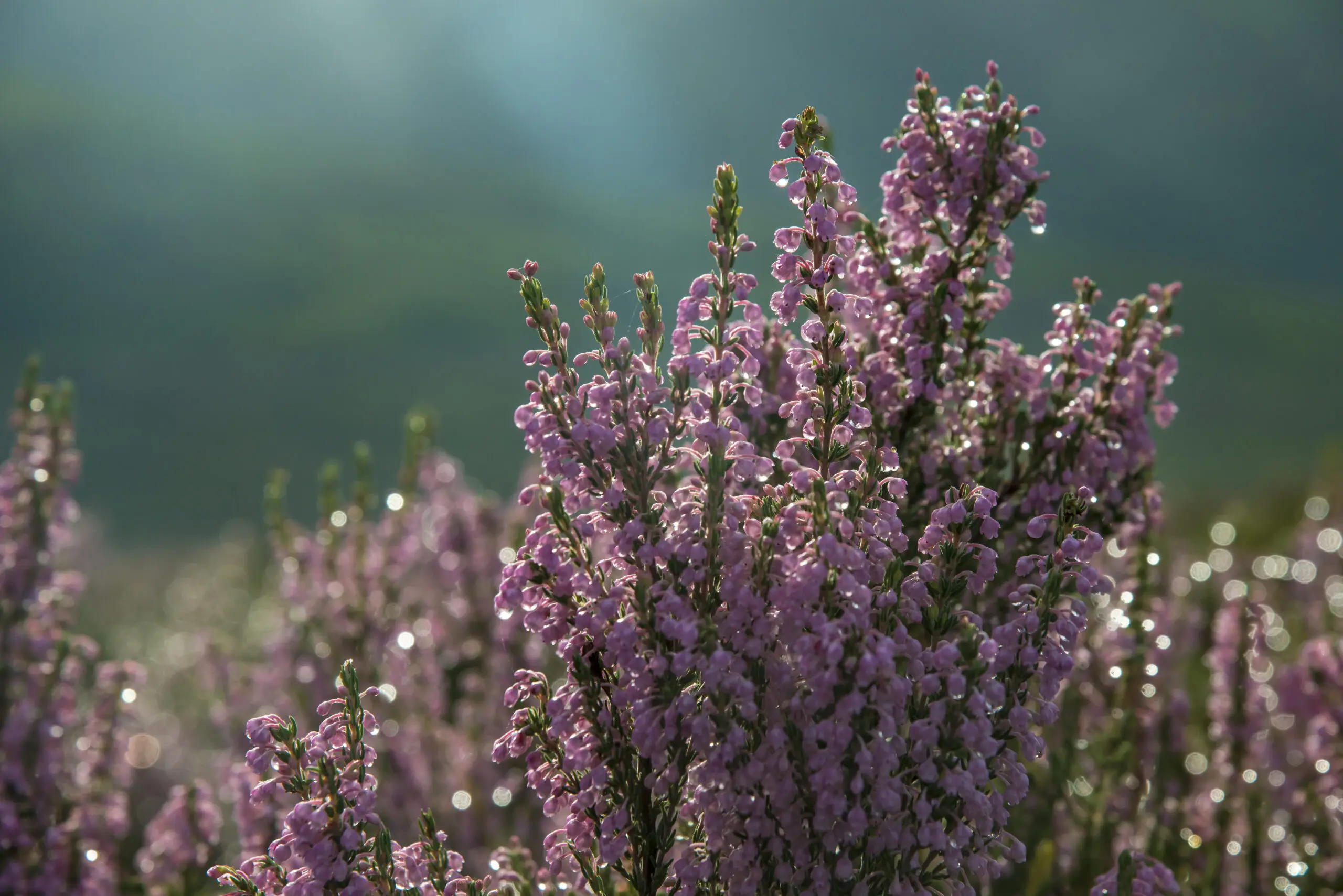 Wandbild (2342) Ericae präsentiert: Natur,Blumen und Blüten