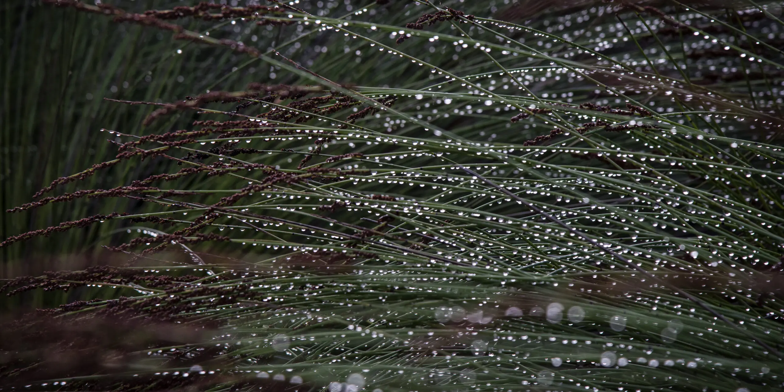 Wandbild (2339) Morgentau präsentiert: Natur,Gräser