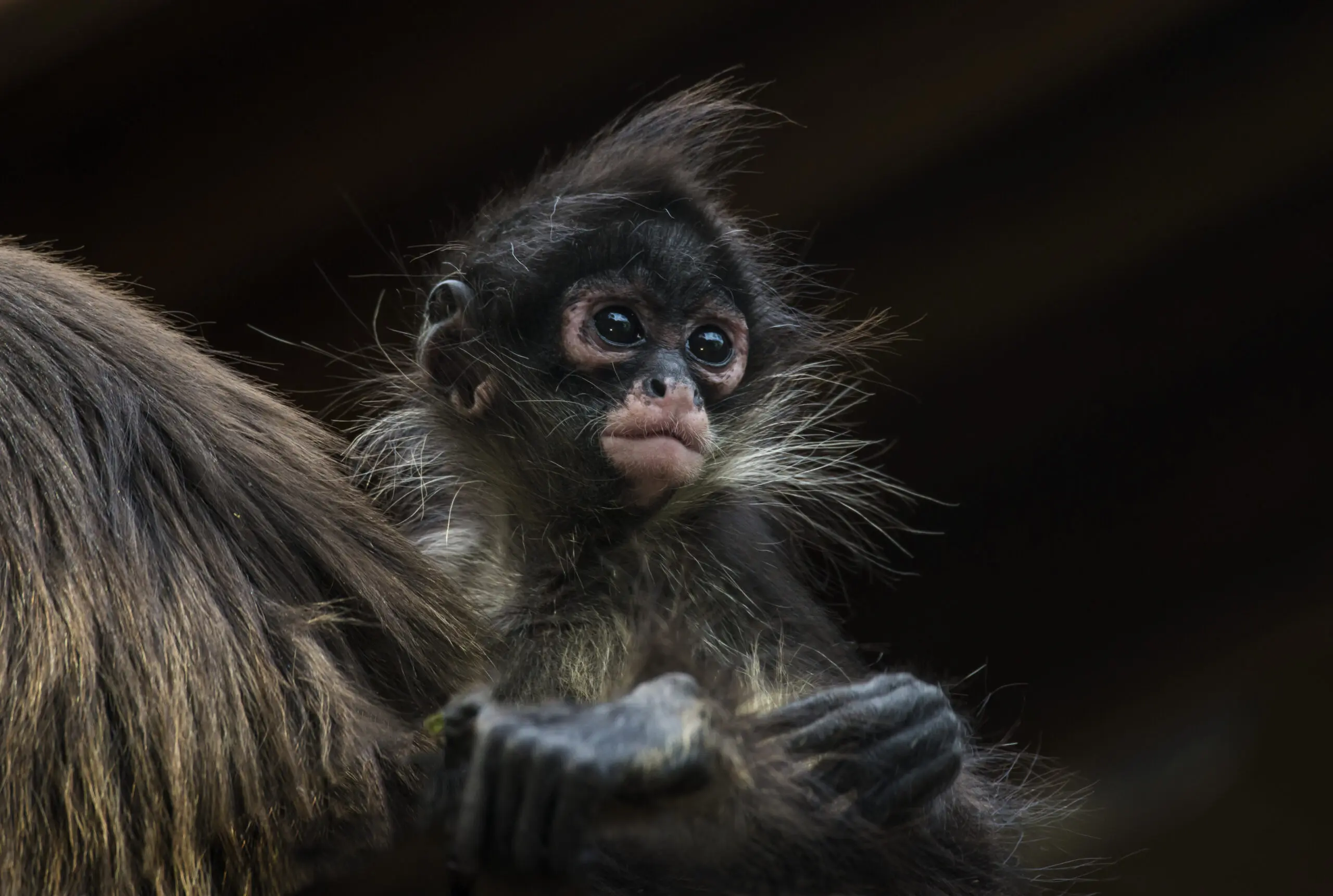 Wandbild (2347) Punky Monkey präsentiert: Tiere,Wildtiere,Aus Afrika