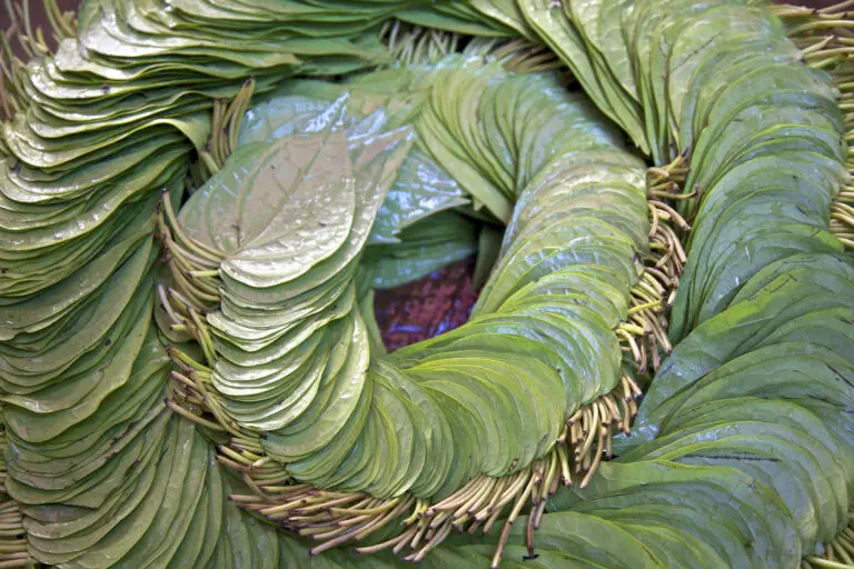 Banana Leaf Swirl