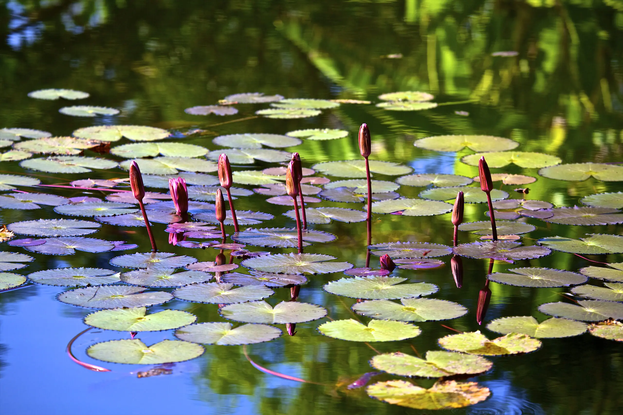 Wandbild (2448) Waterlillies closed präsentiert: Wasser,Natur,Blumen und Blüten,Seen