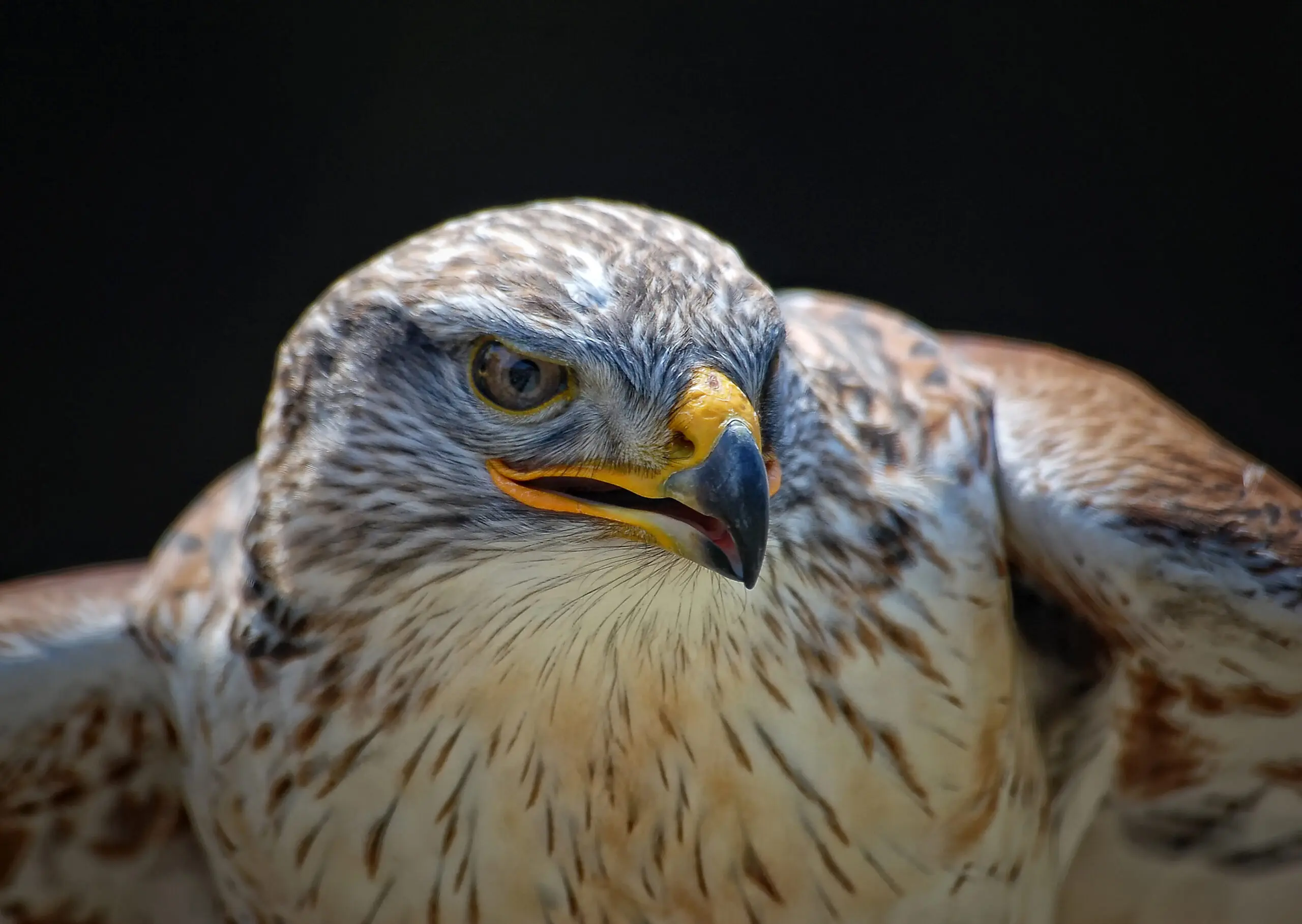 Wandbild (2638) Red-tailed Hawk präsentiert: Tiere