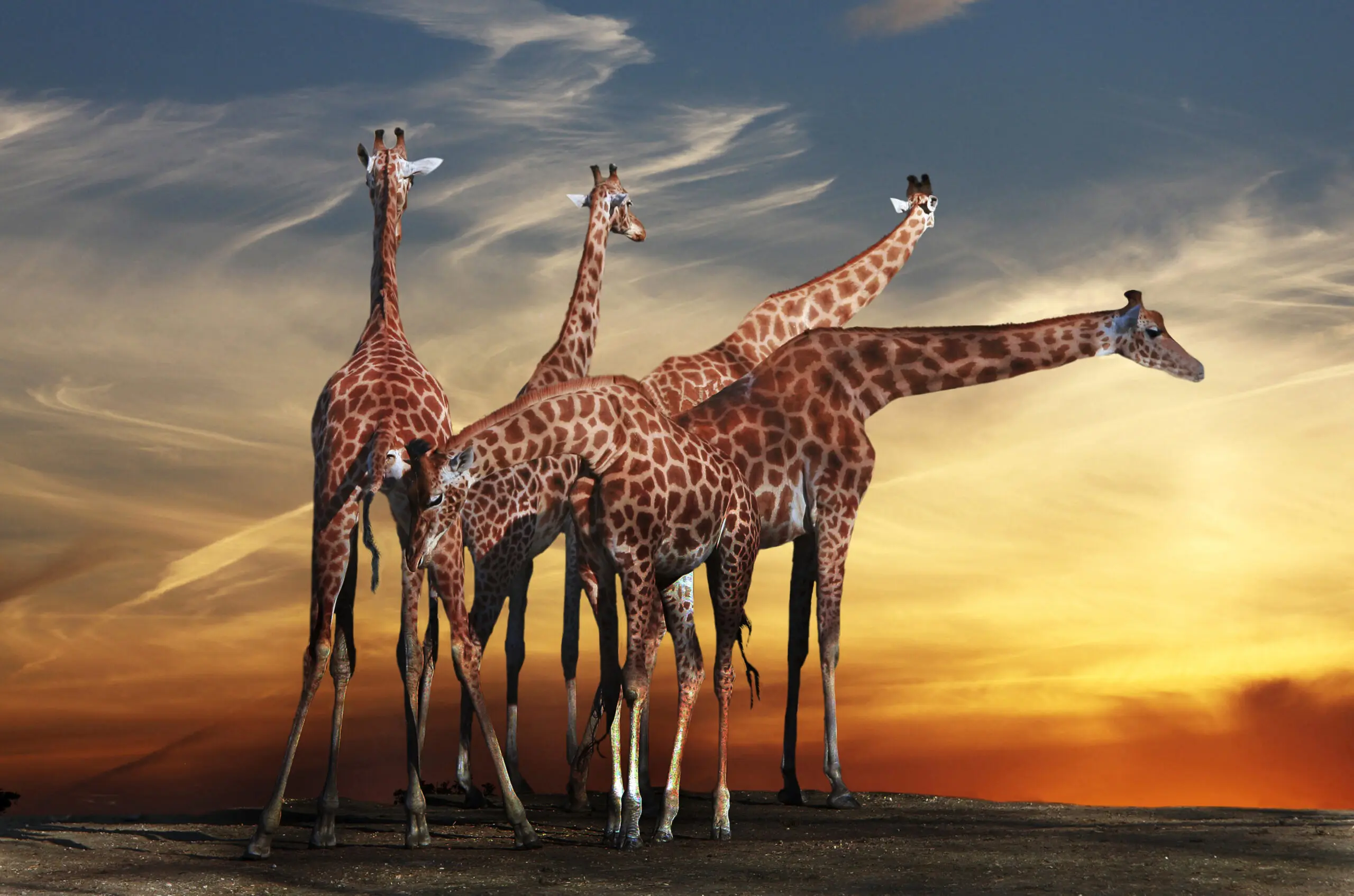 Wandbild (2665) Giraffen präsentiert: Tiere,Aus Afrika