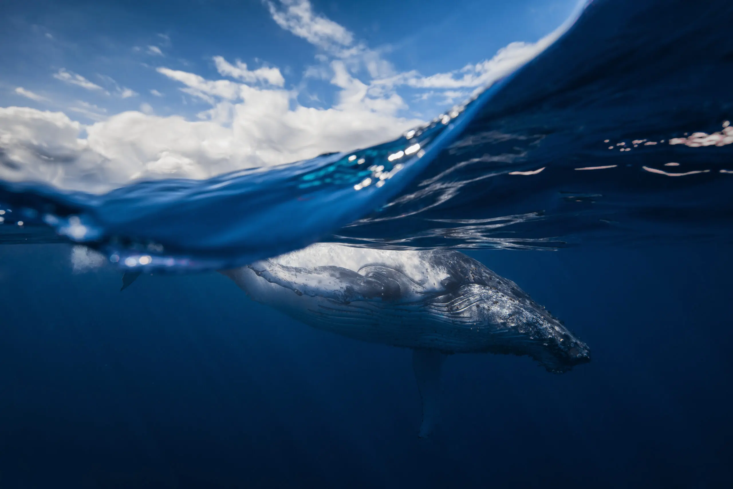 Wandbild (2682) Humpback whale and the sky präsentiert: Wasser,Tiere,Fische,Unterwasser