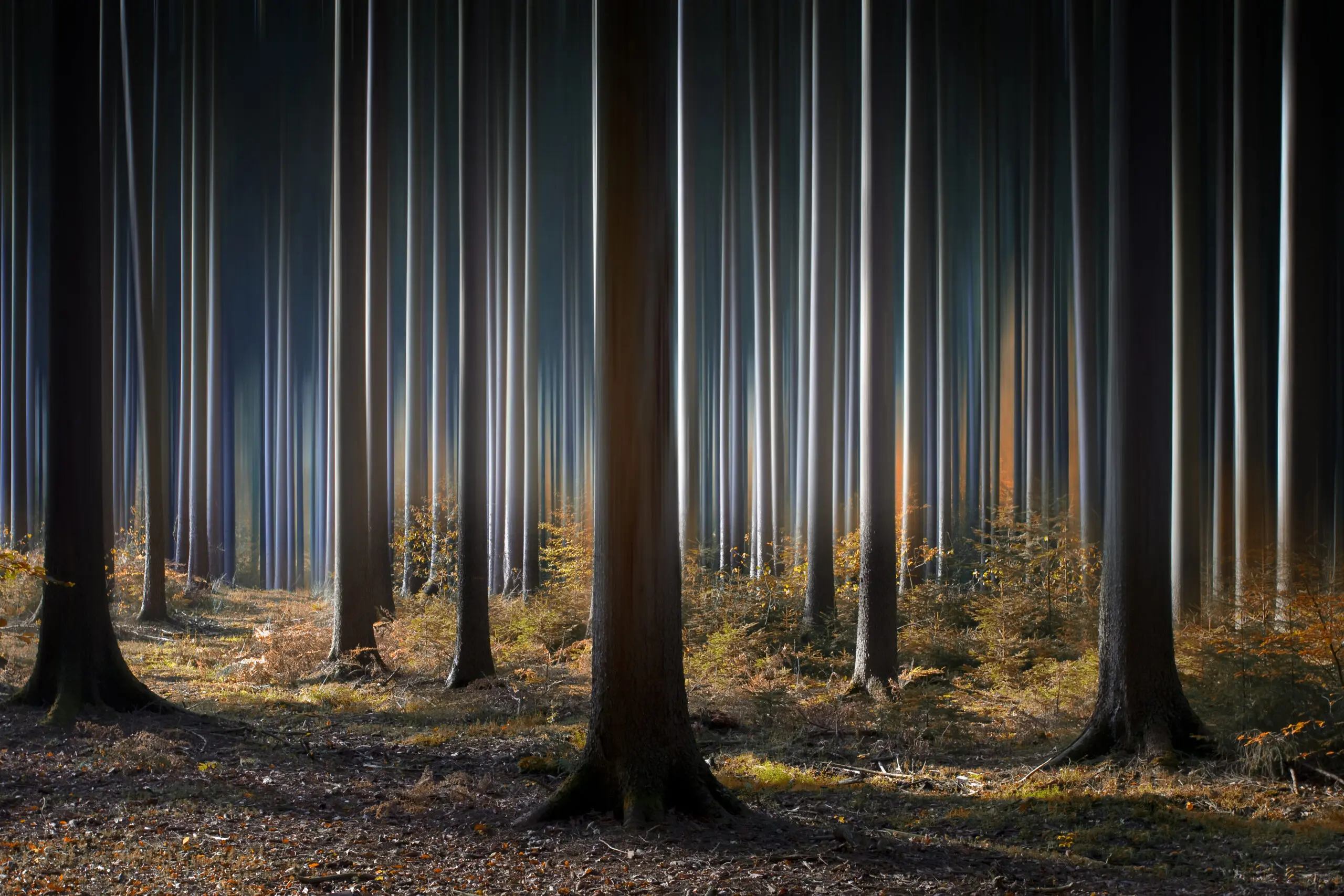 Wandbild (2690) Mystic Wood präsentiert: Natur,Landschaften,Wälder