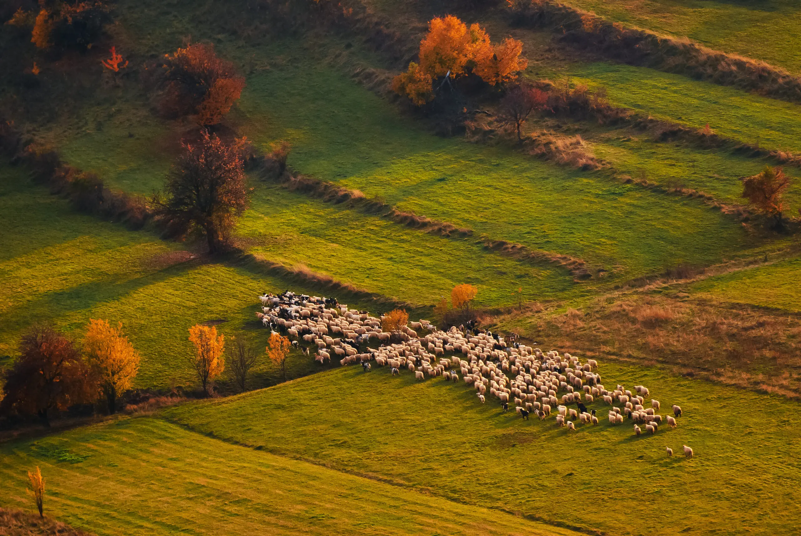 Wandbild (2696) Sheep herd at sunset präsentiert: Landschaften,Luftaufnahmen