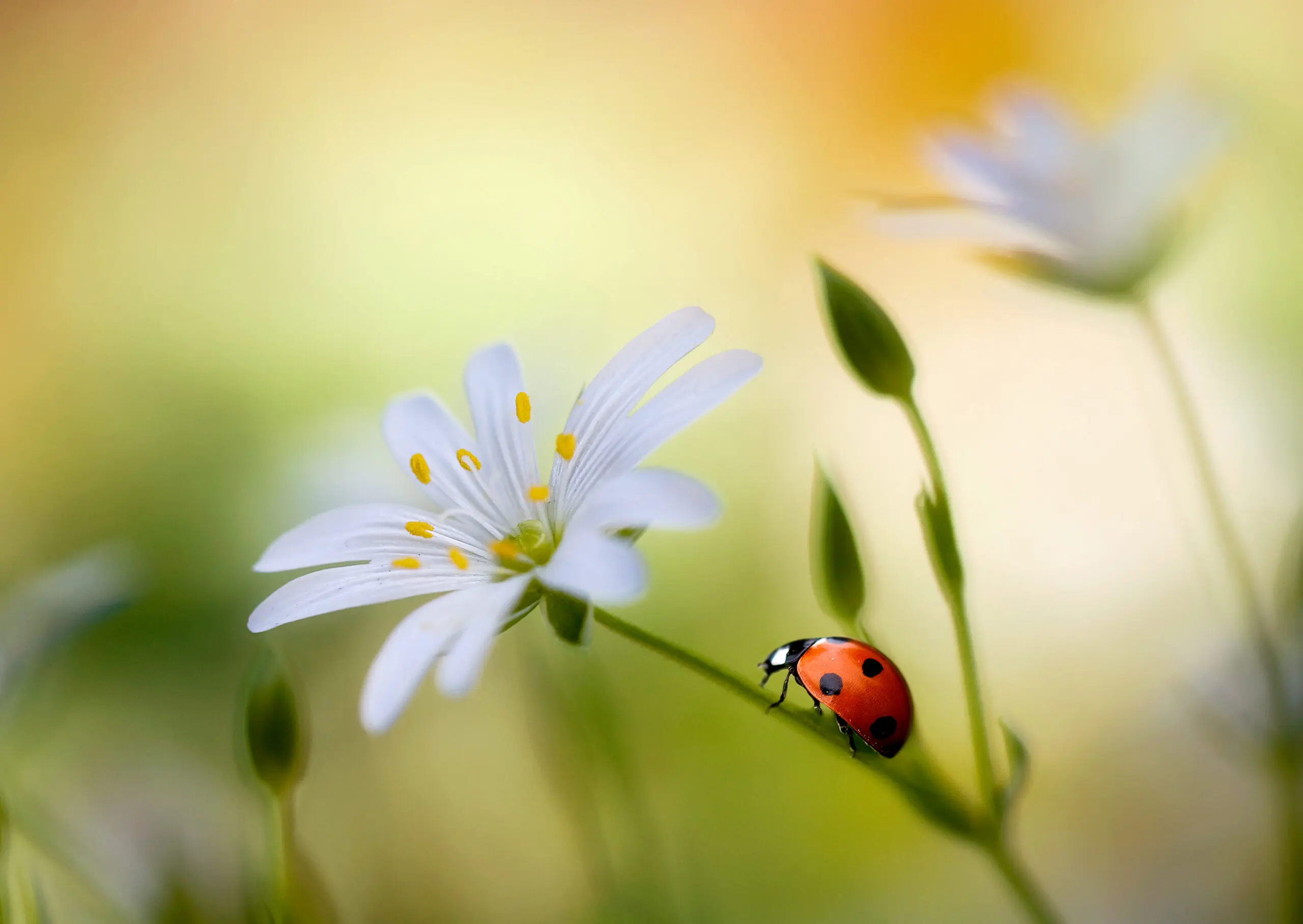 Wandbild (2725) Summer beauties präsentiert: Tiere,Natur