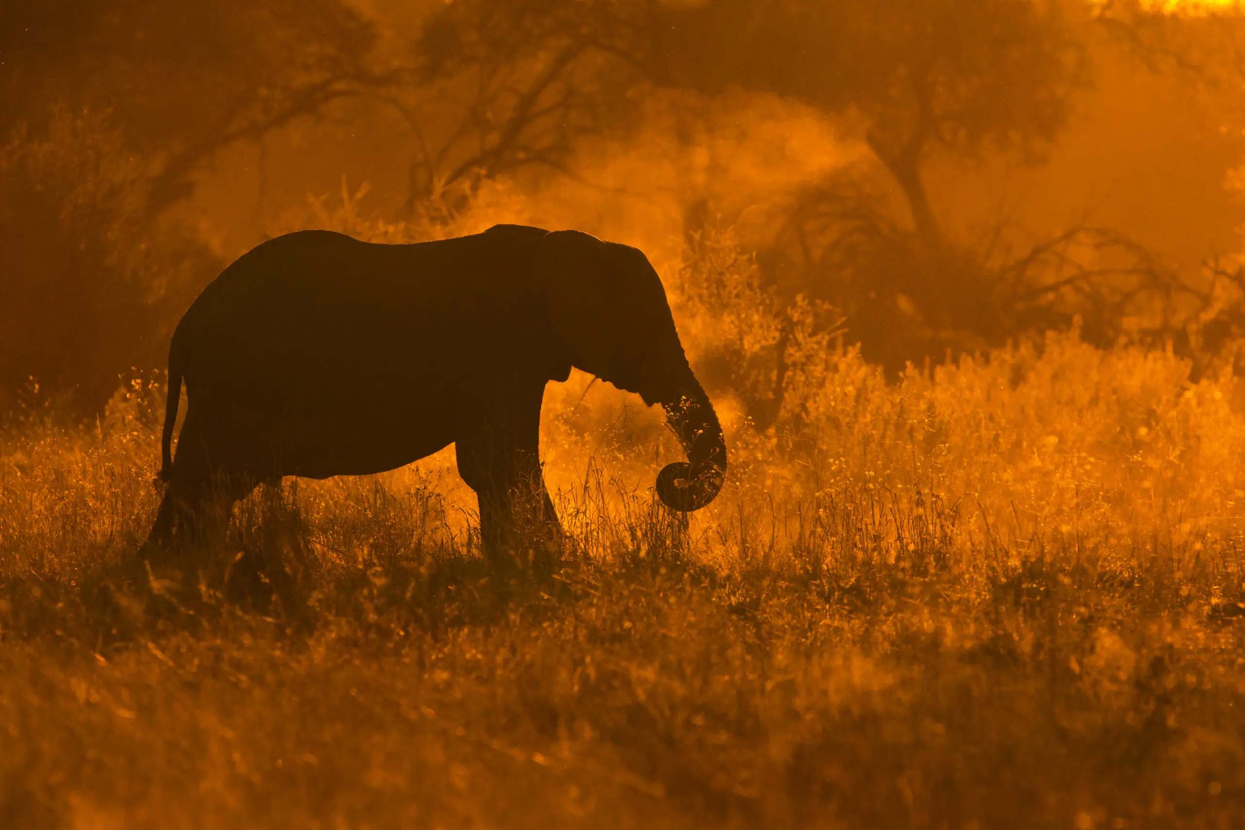 Wandbild (2748) Golden Elephant in Savute präsentiert: Tiere,Wildtiere,Aus Afrika