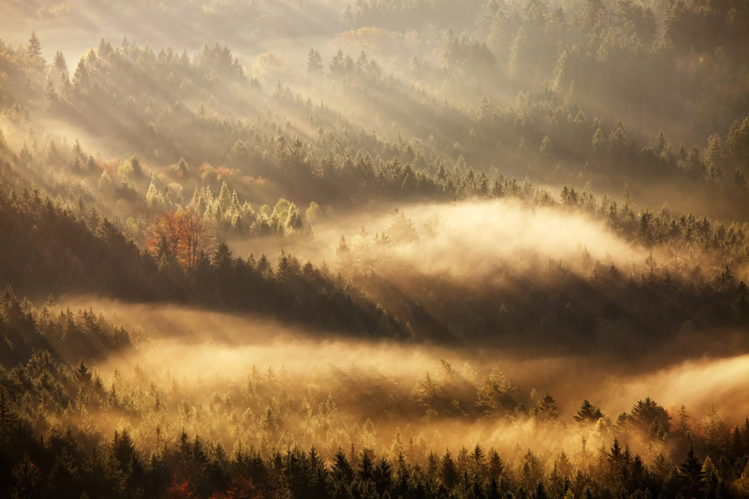 Wandbild (2753) Autumn Rays präsentiert: Landschaften,Wälder