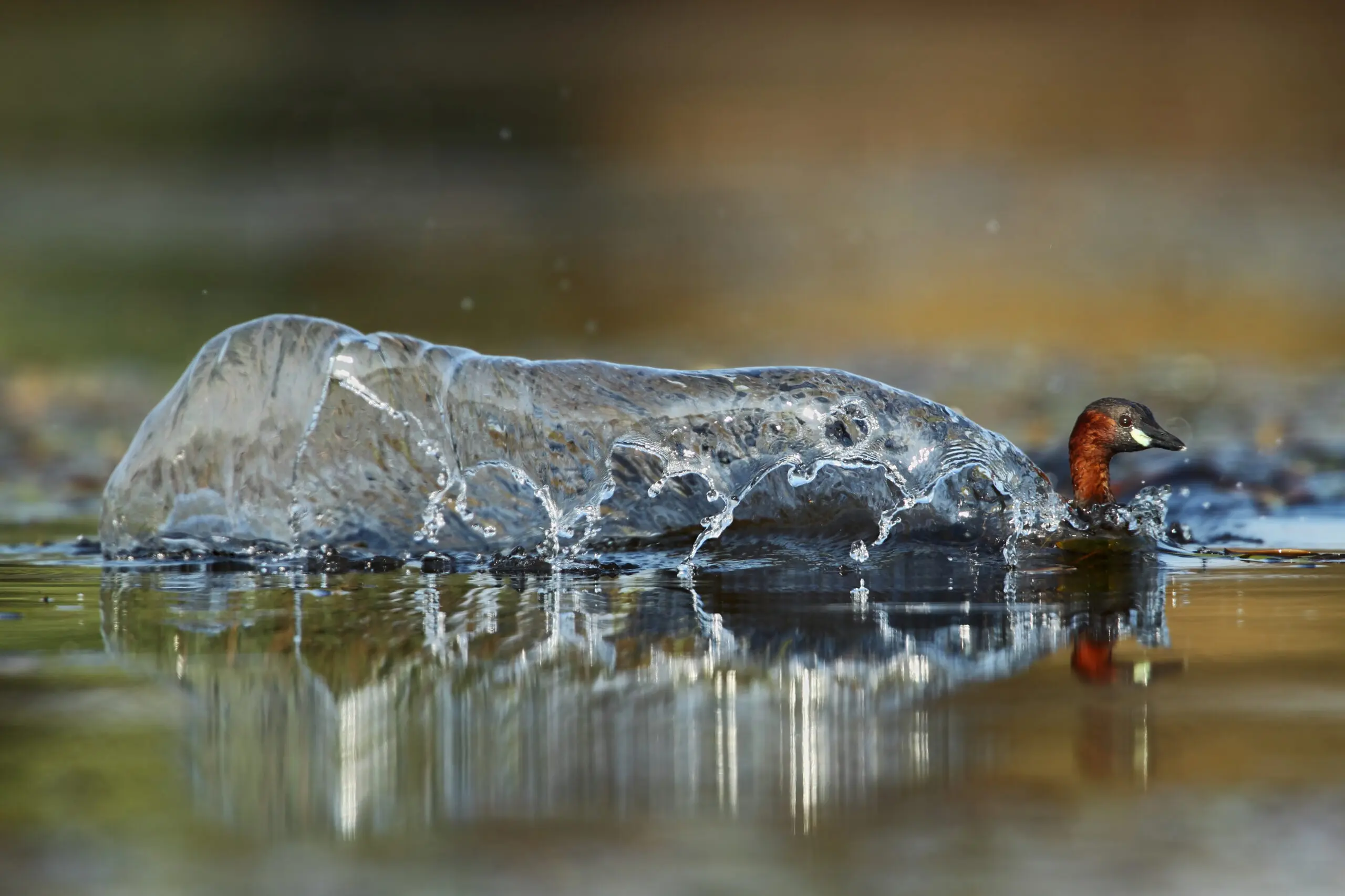 Wandbild (2772) Surfing präsentiert: Wasser,Tiere,Vögel,Wassertropfen