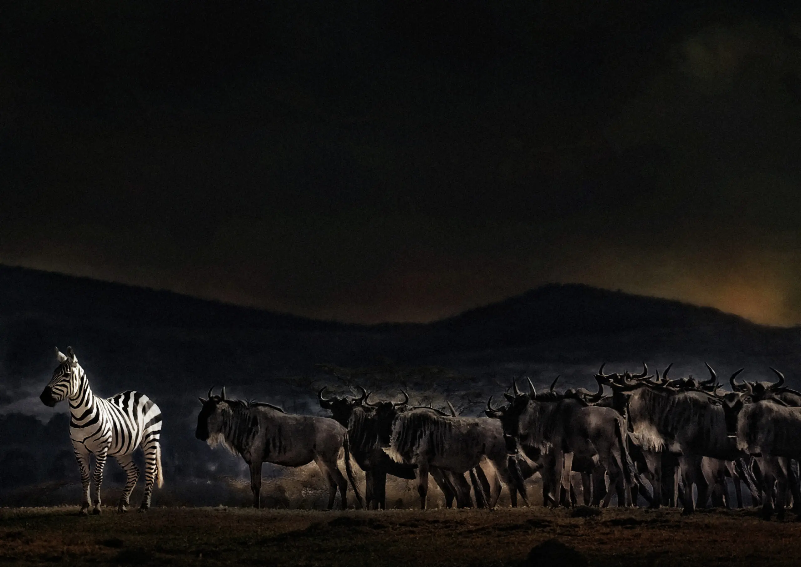 Wandbild (2819) an evening in Kenya präsentiert: Tiere,Aus Afrika