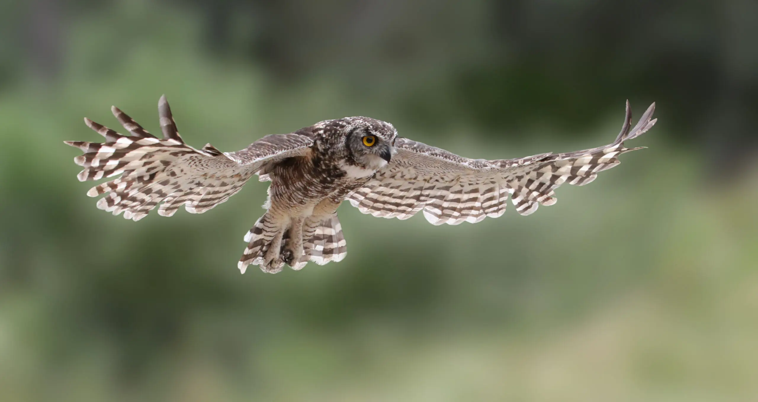 Wandbild (2908) owl präsentiert: Tiere,Vögel